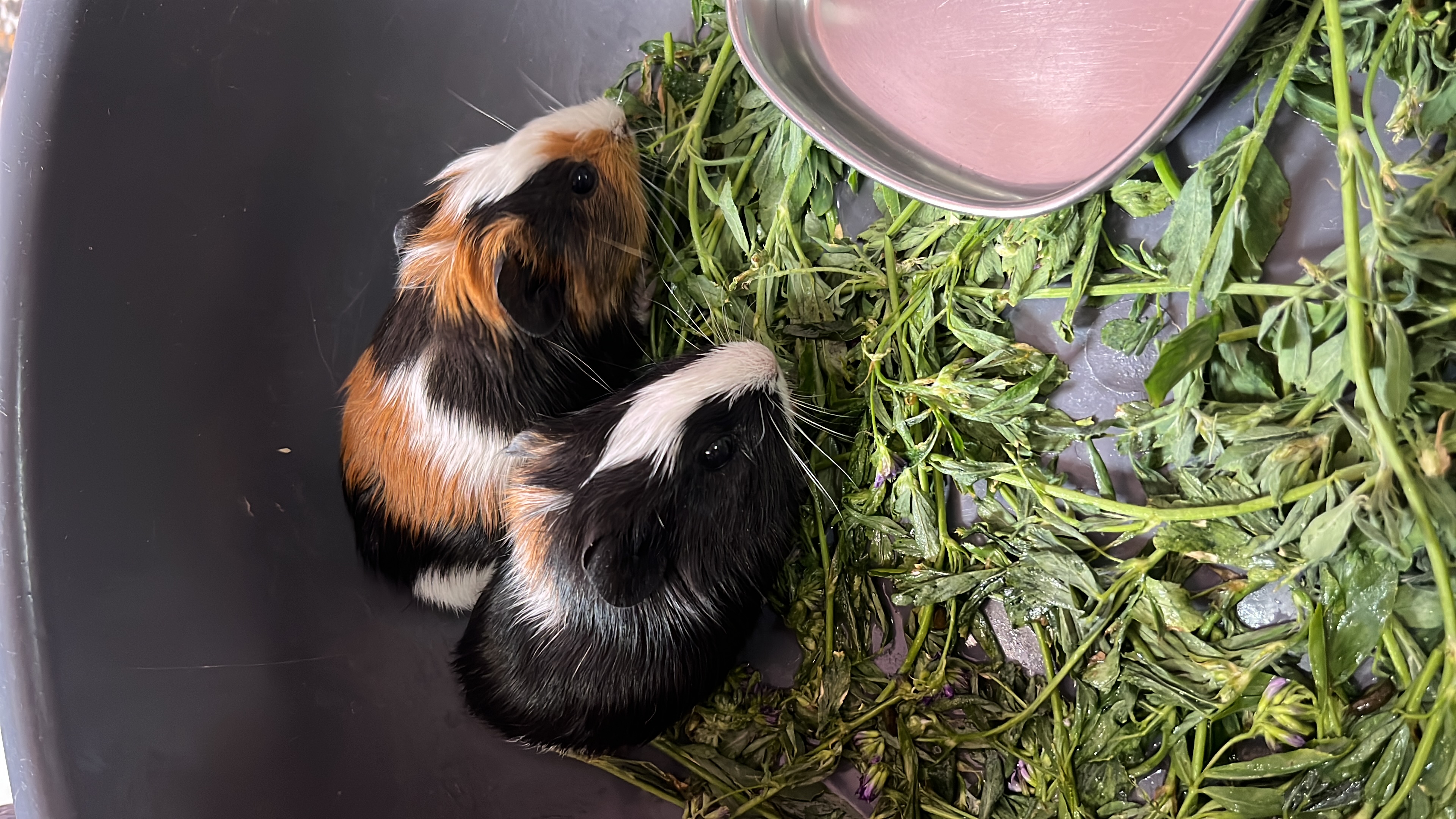 Pet