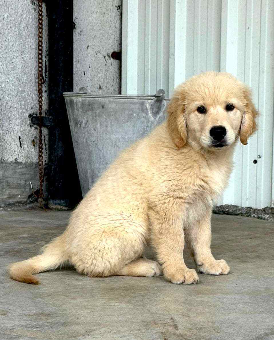Pet