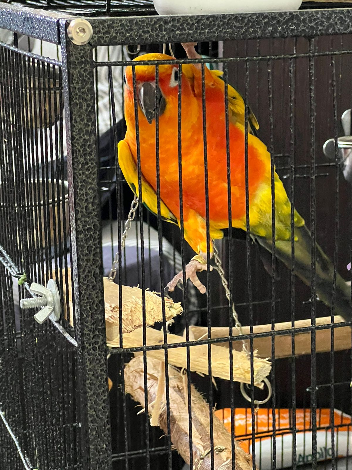Pet