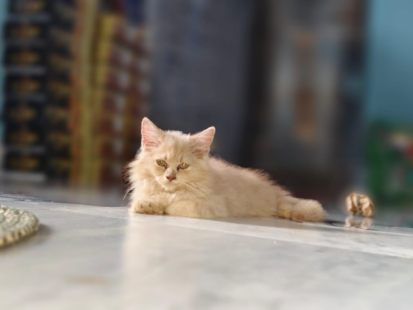 Cats