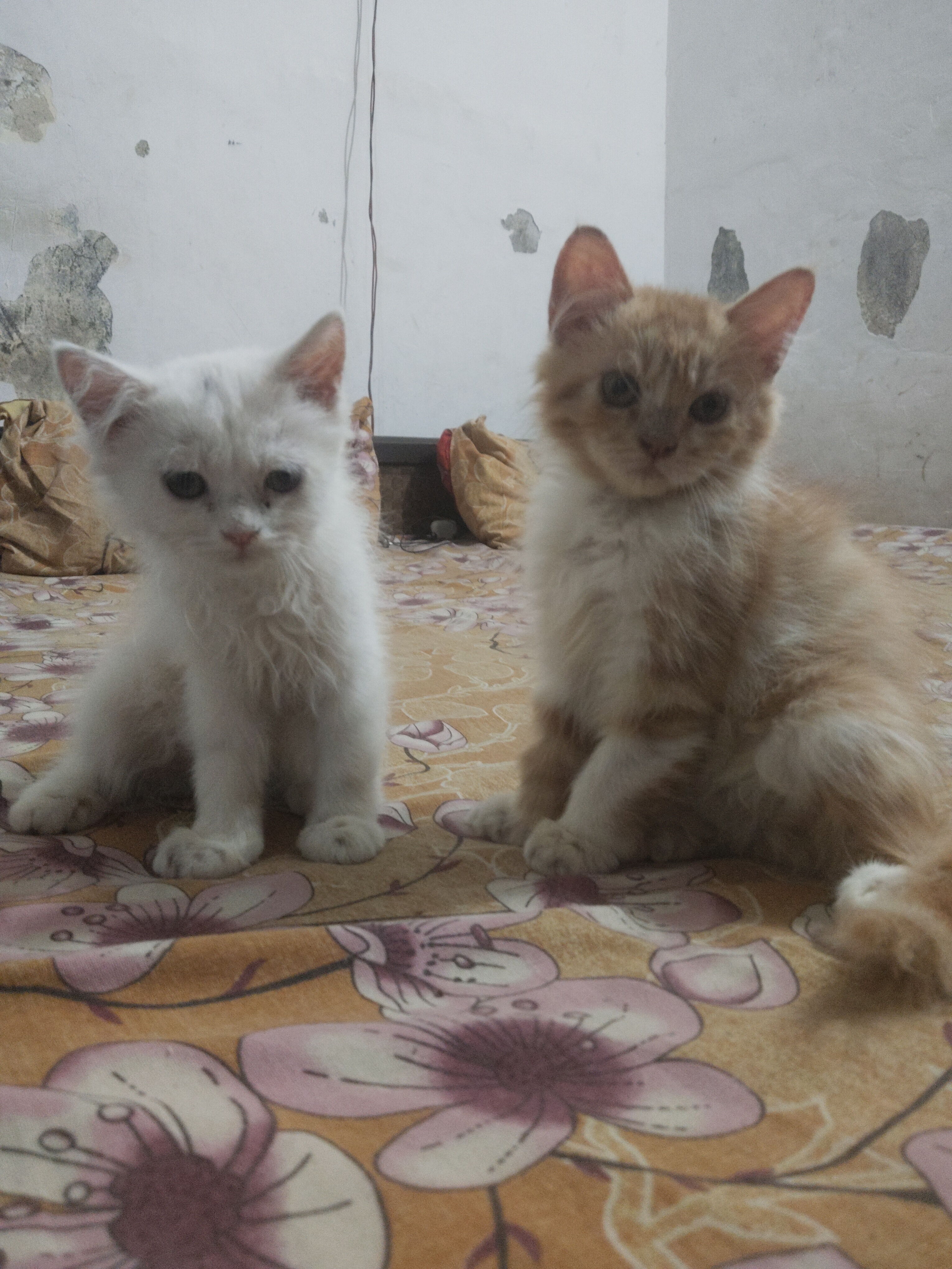 Cats