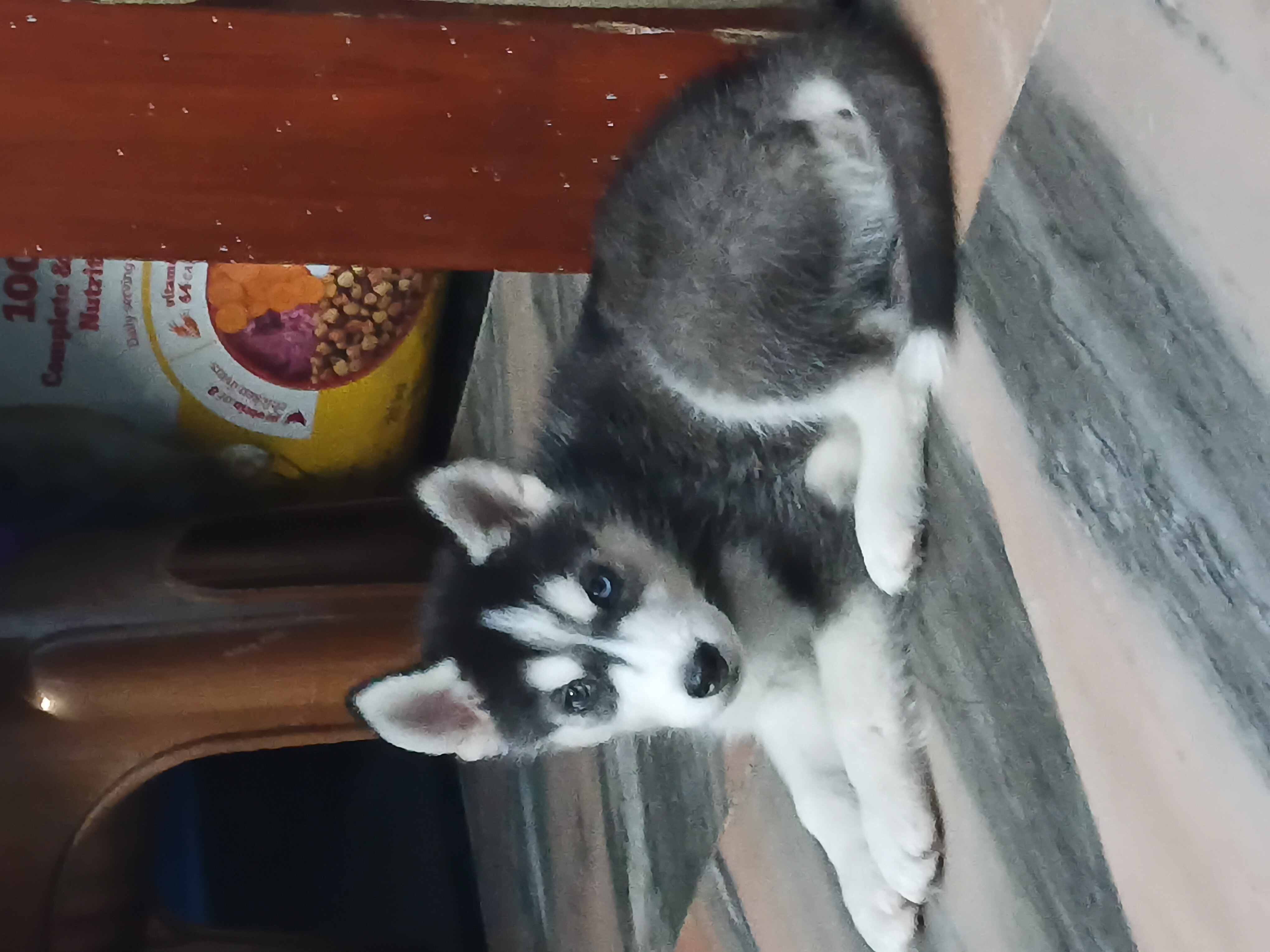 Pet