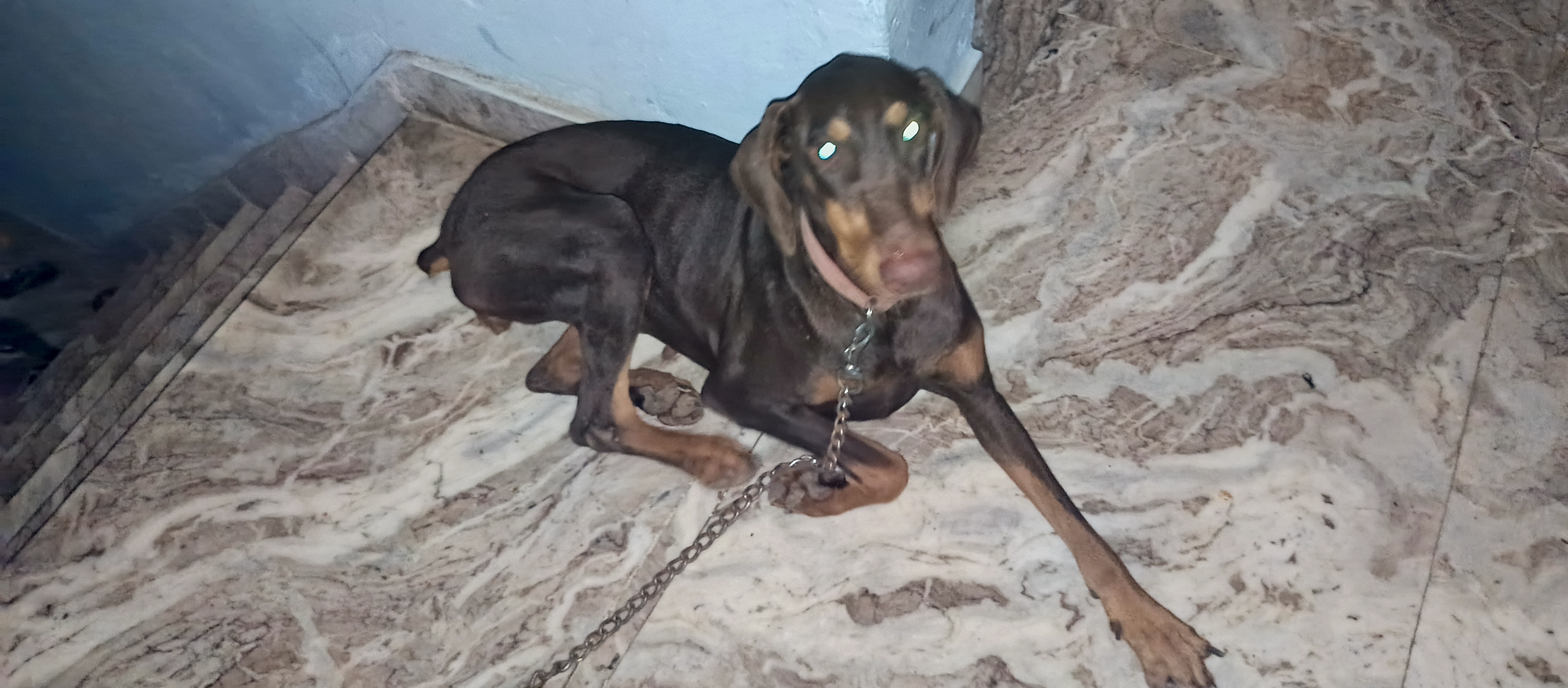 Pet