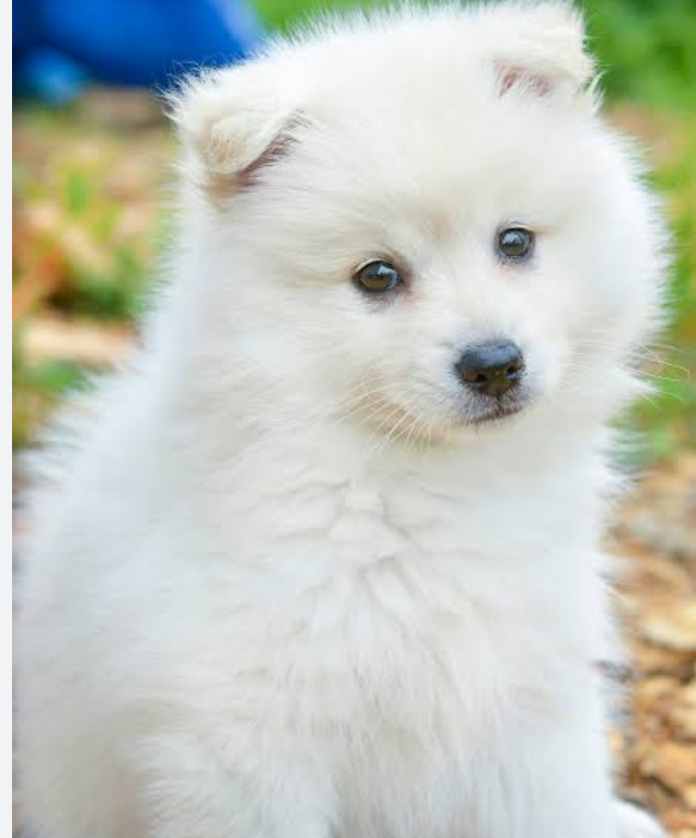Pet