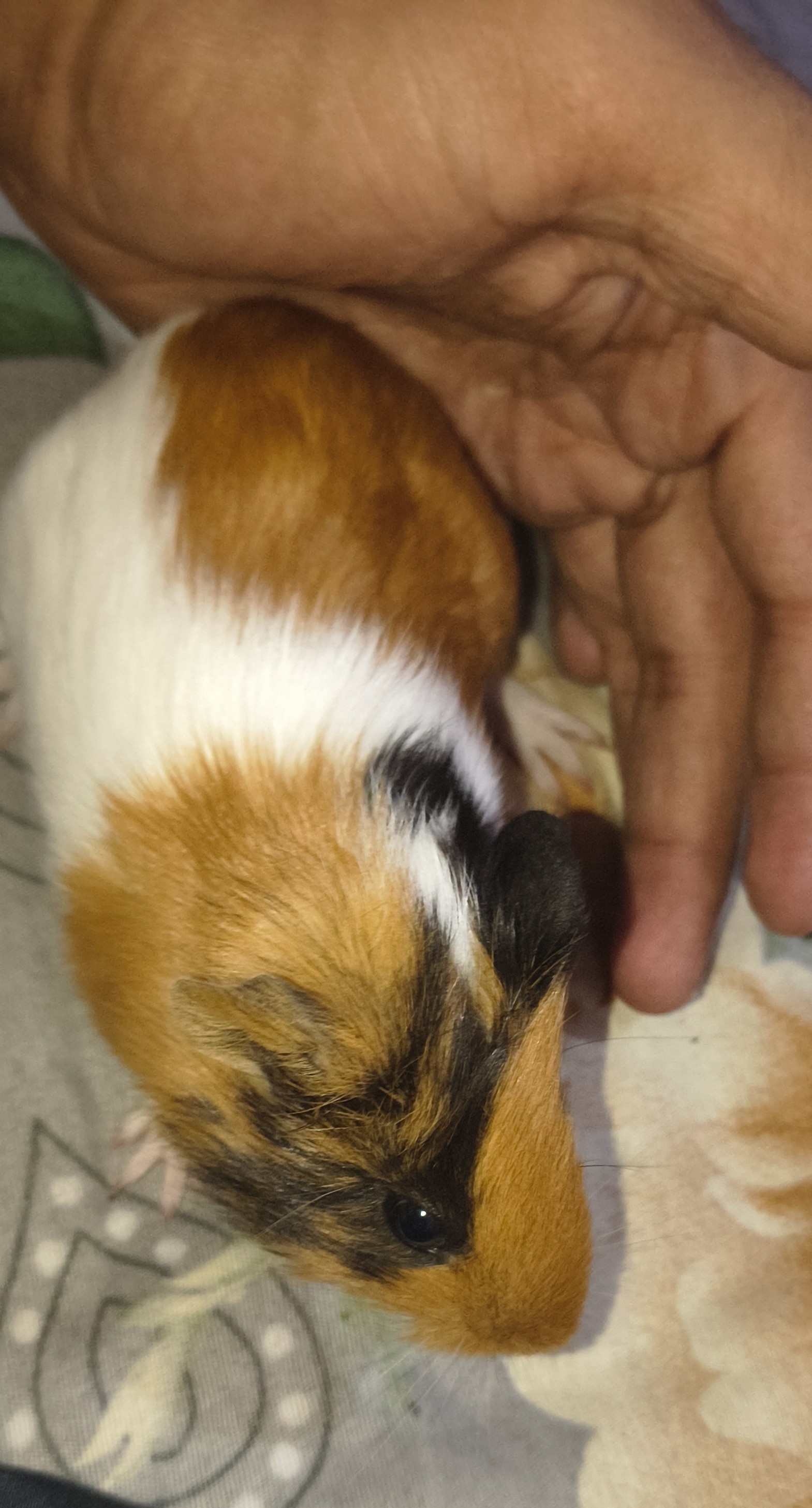 Pet