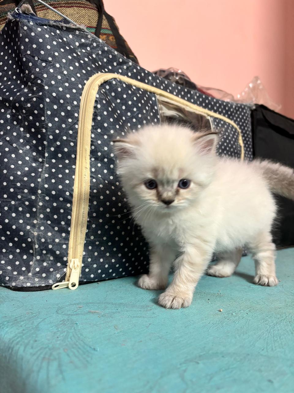 Pet