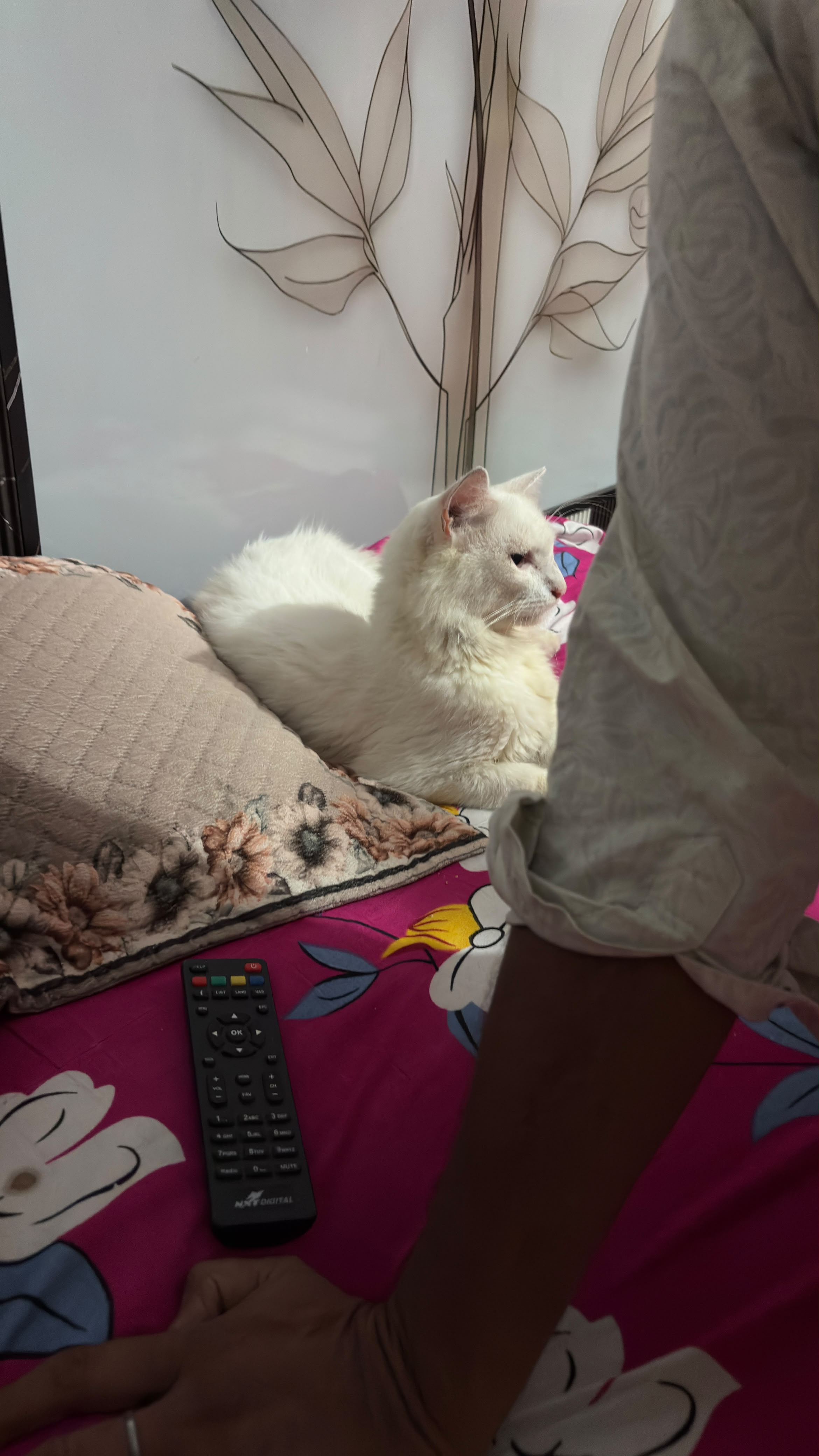 Cats
