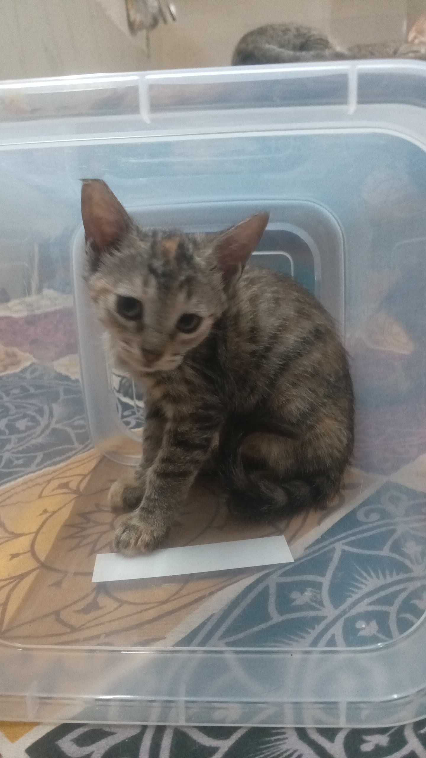 Pet