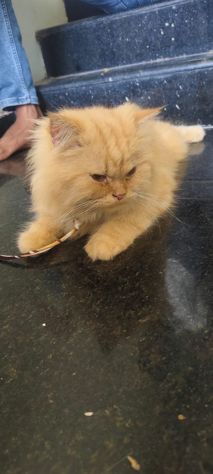 Cats