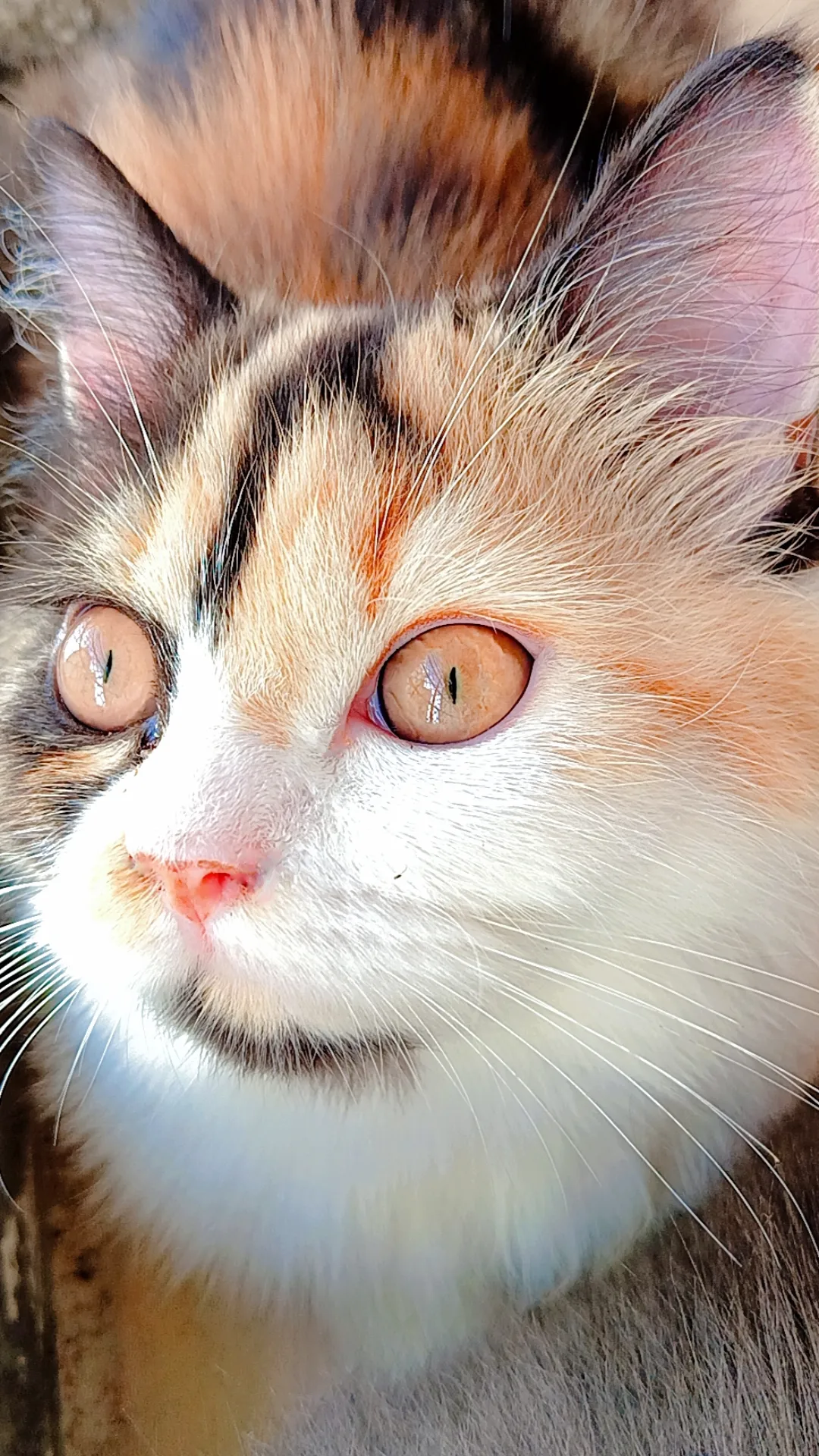 Pet