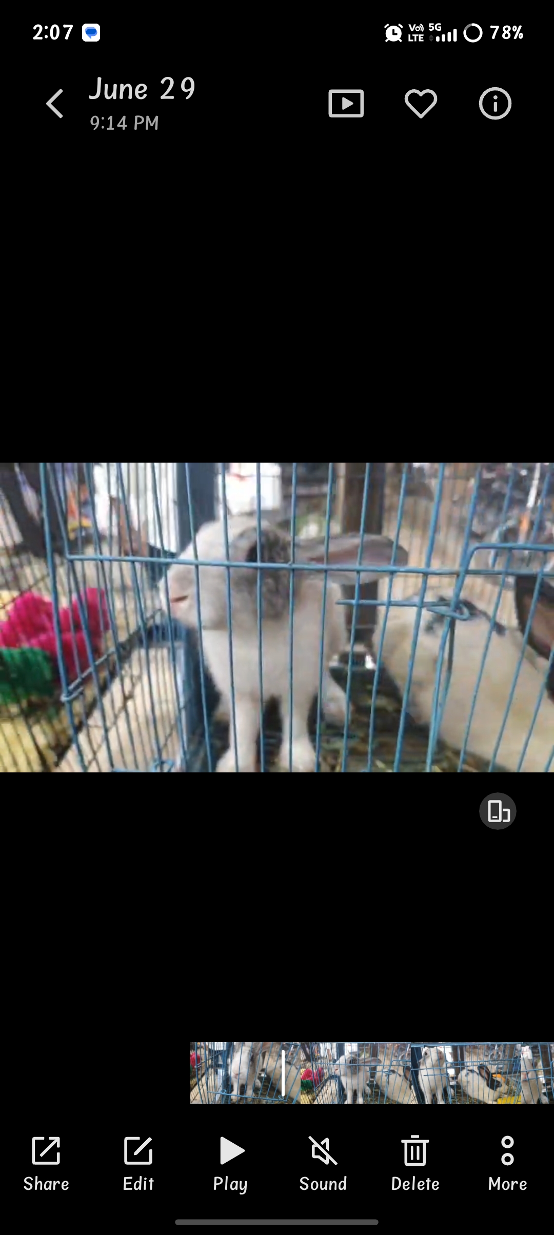 Pet
