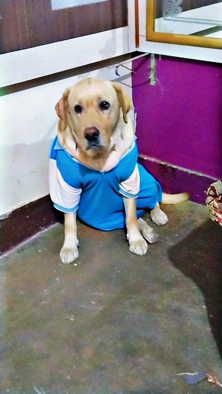 Pet