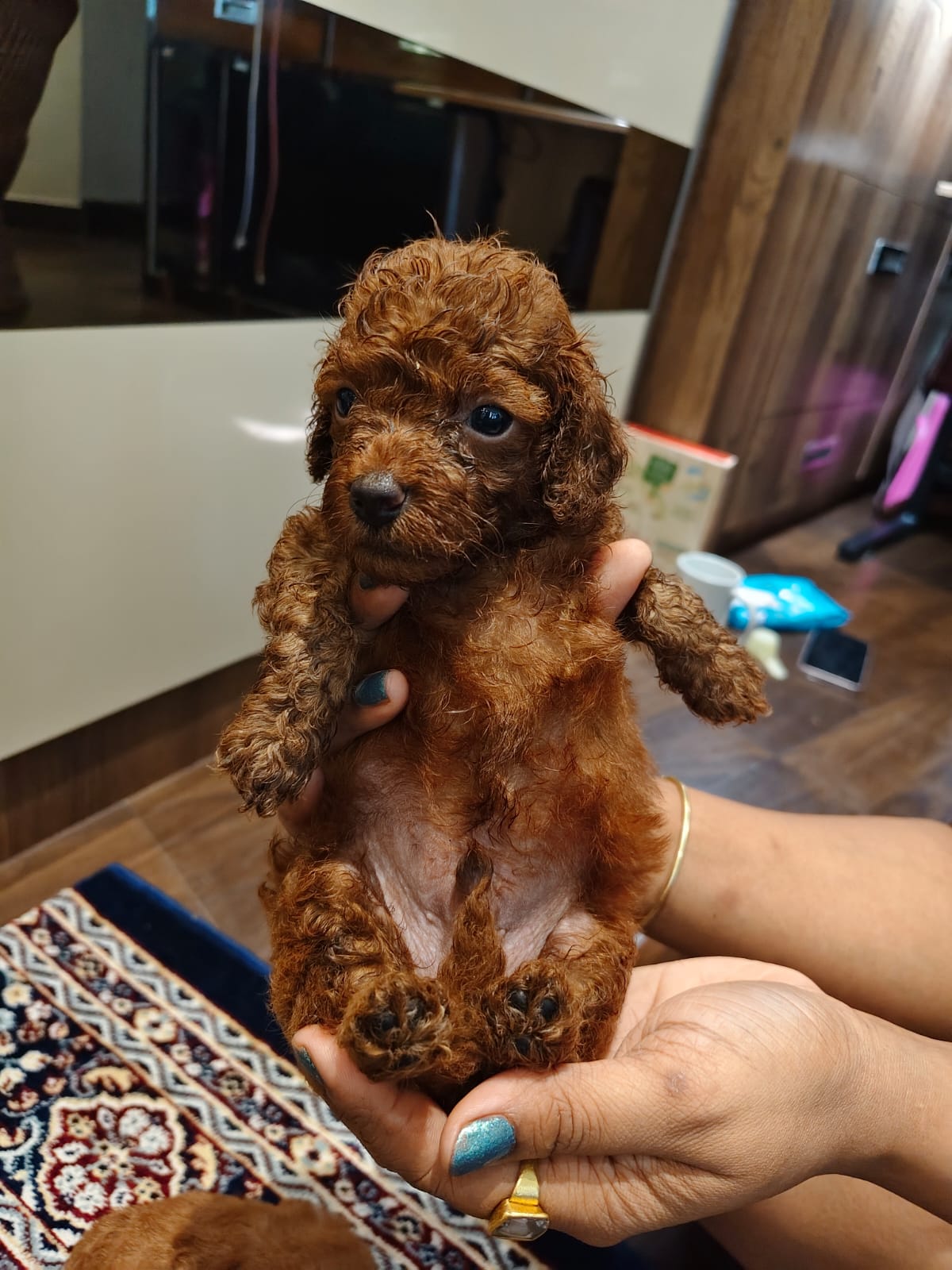 Pet