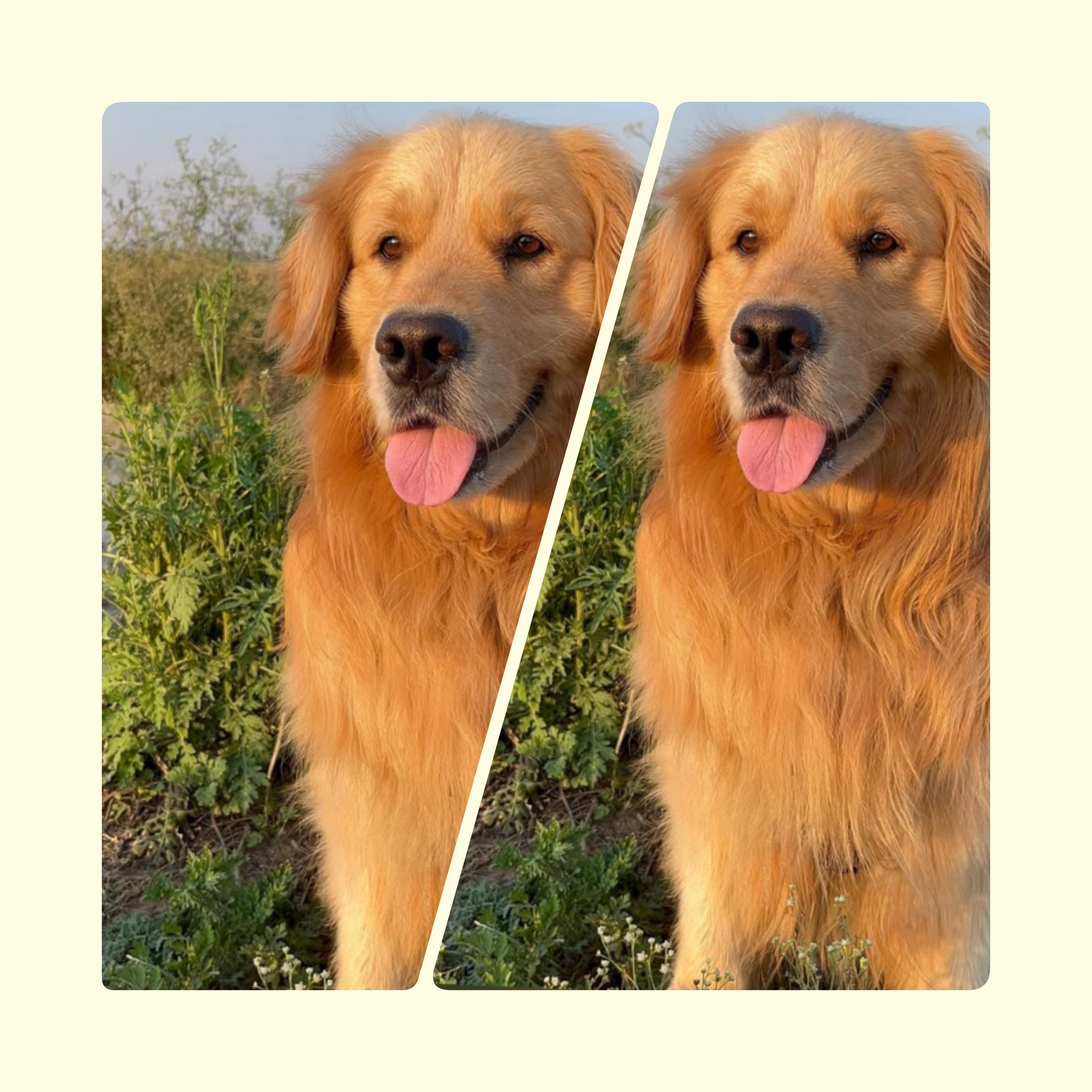 Pet