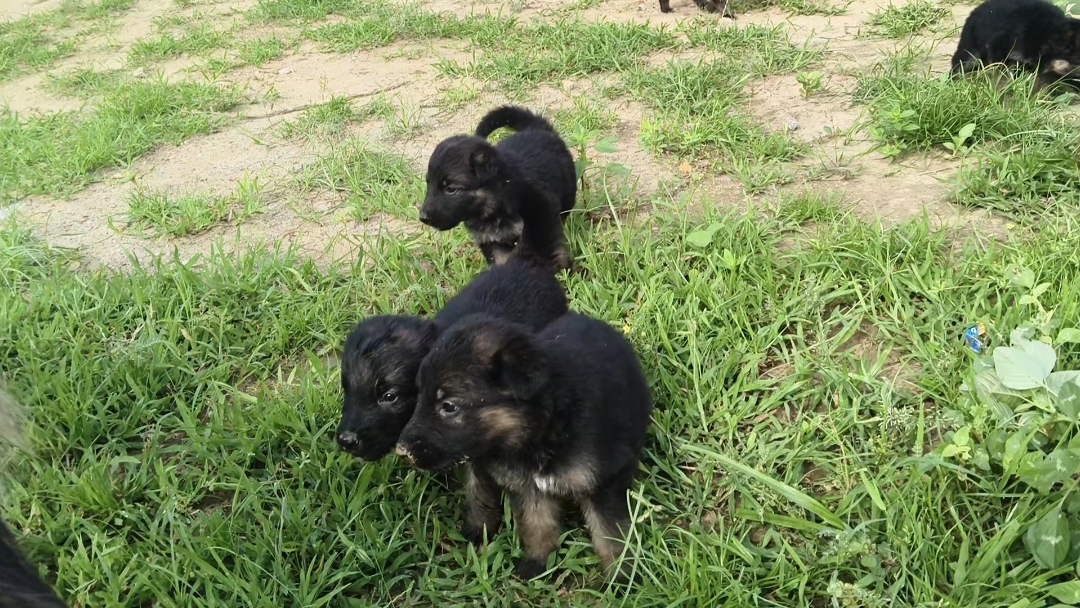 Dogs