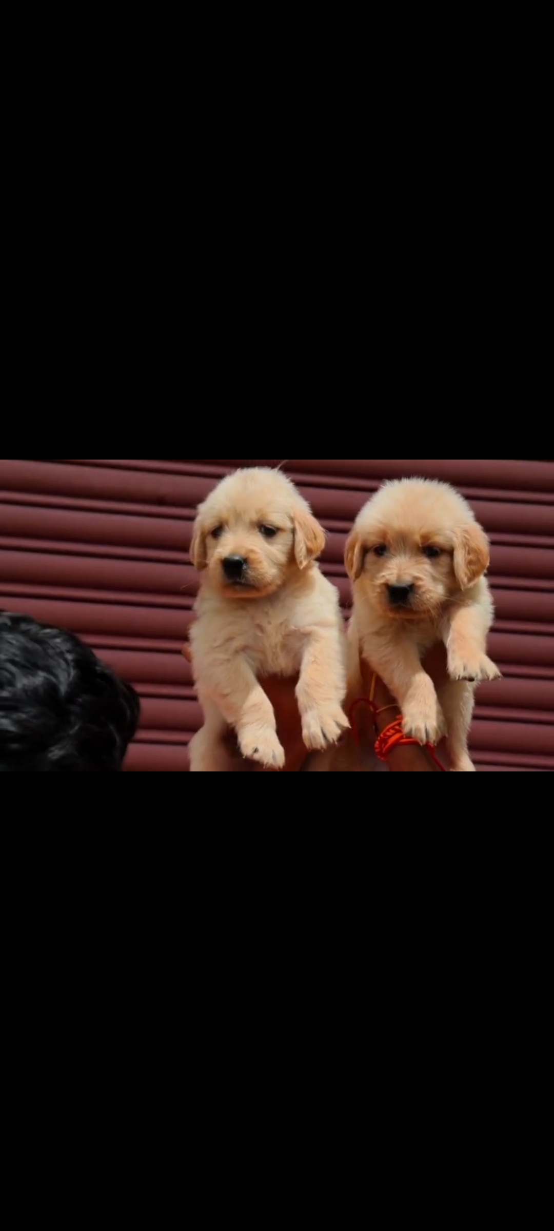 Dogs