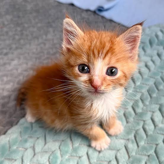 Pet