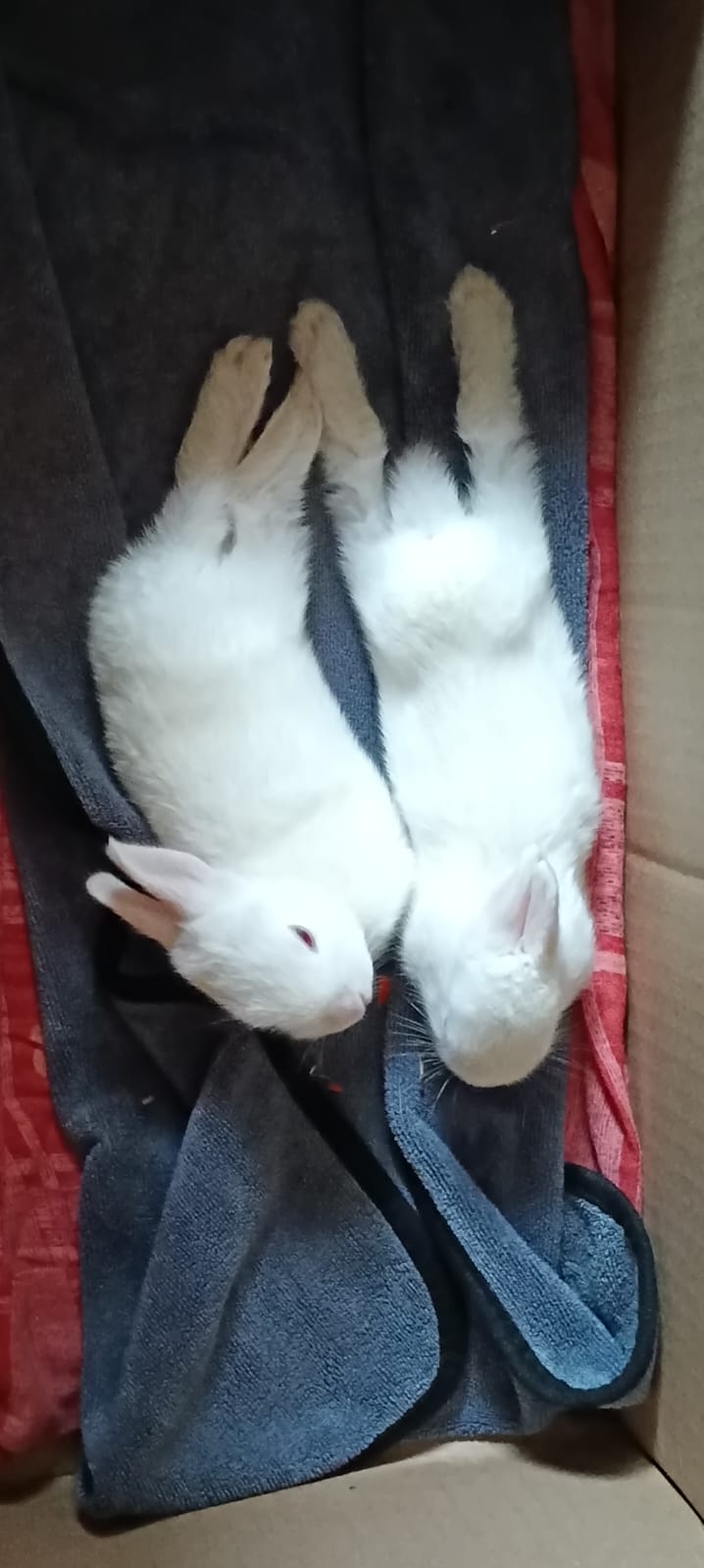 Pet