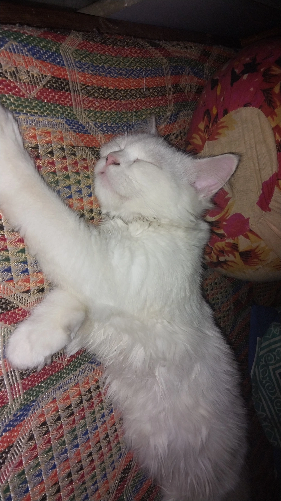 Pet