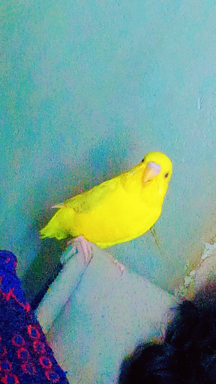 Birds