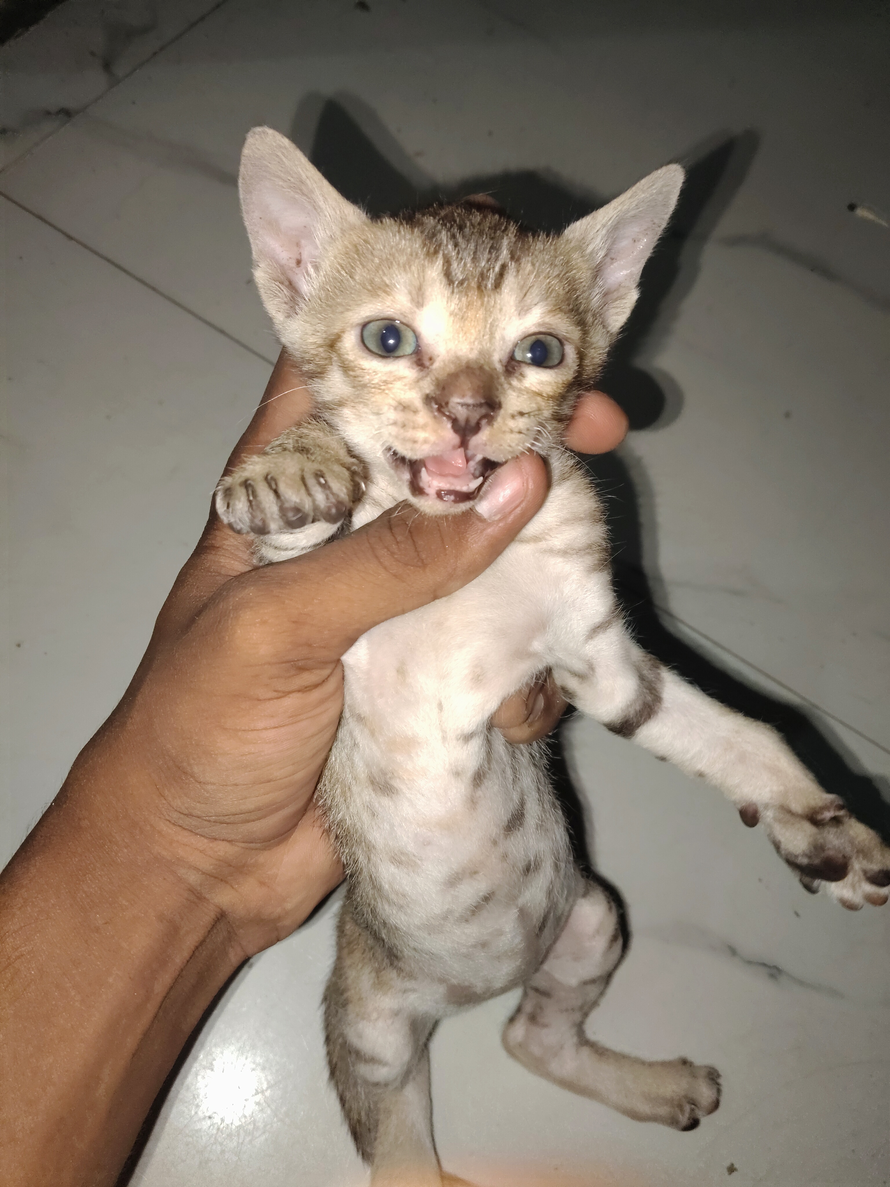 Pet