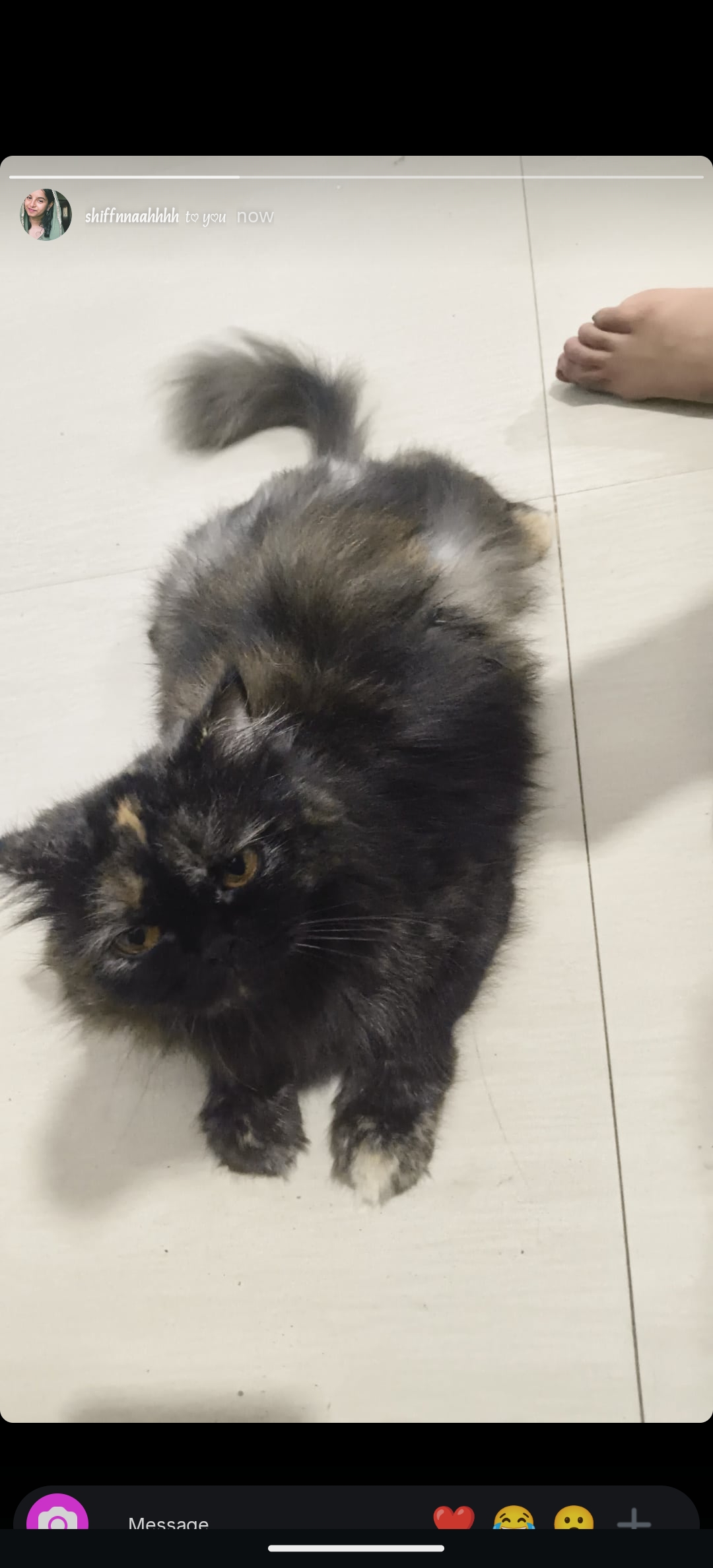 Cats
