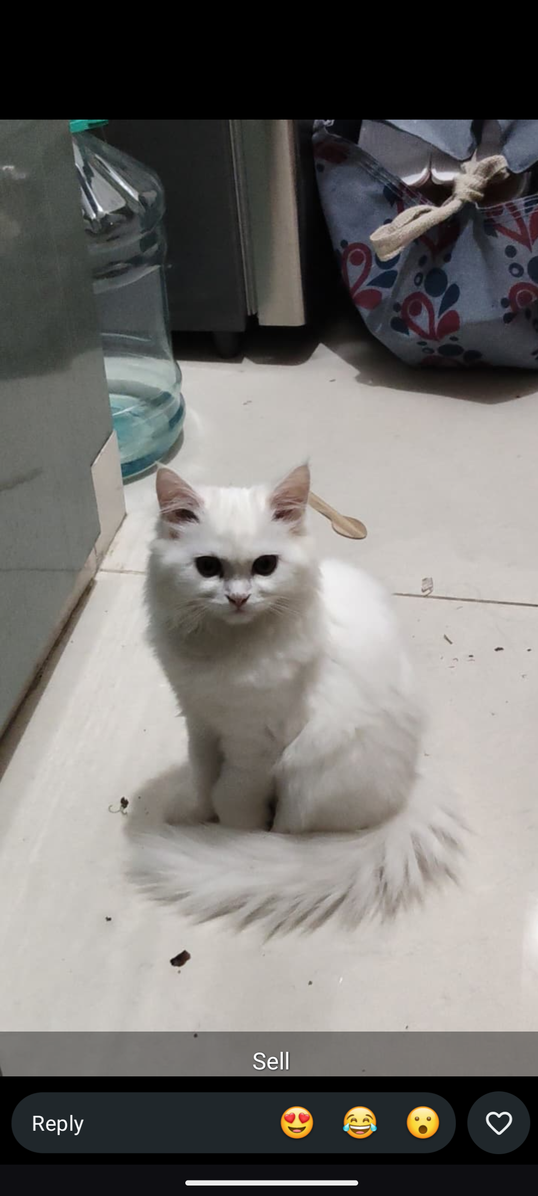 Cats
