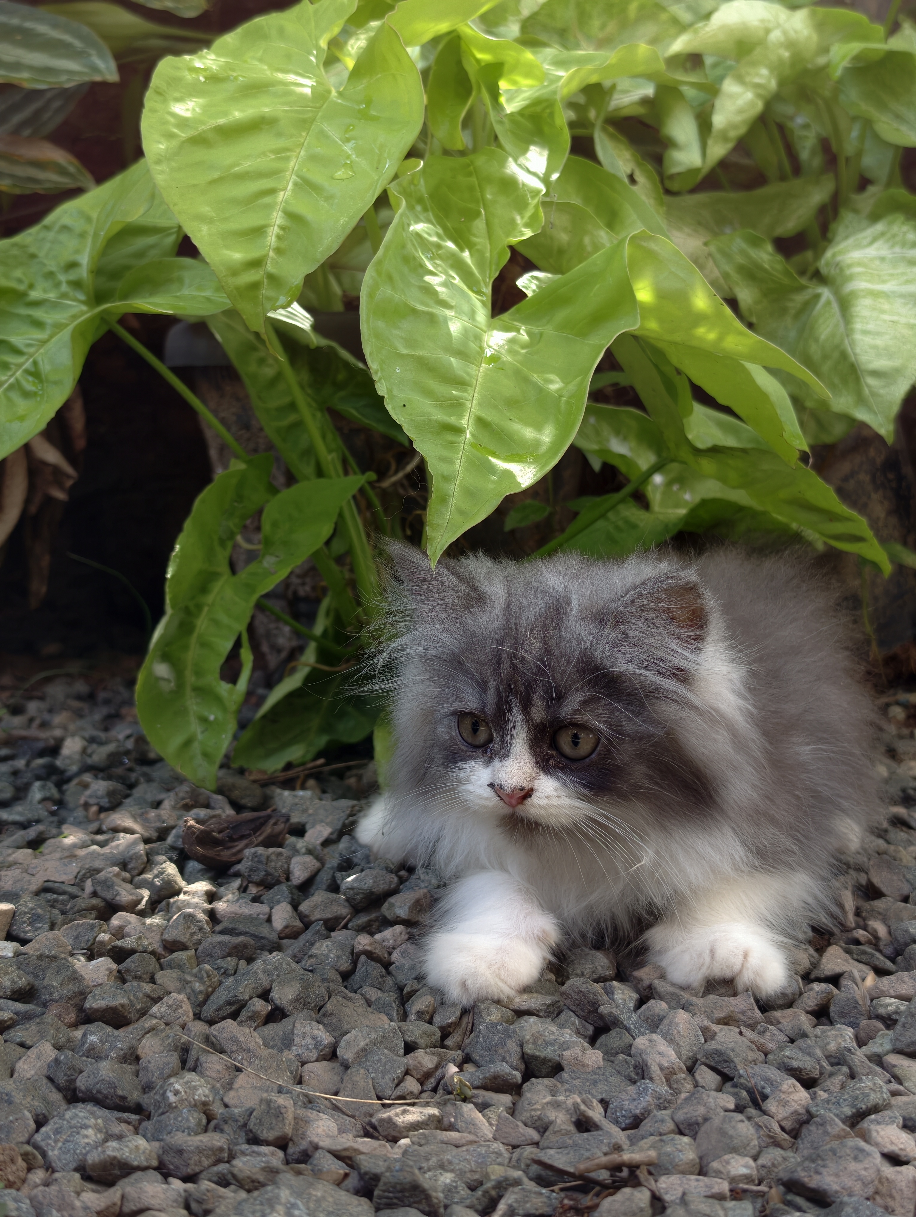 Cats