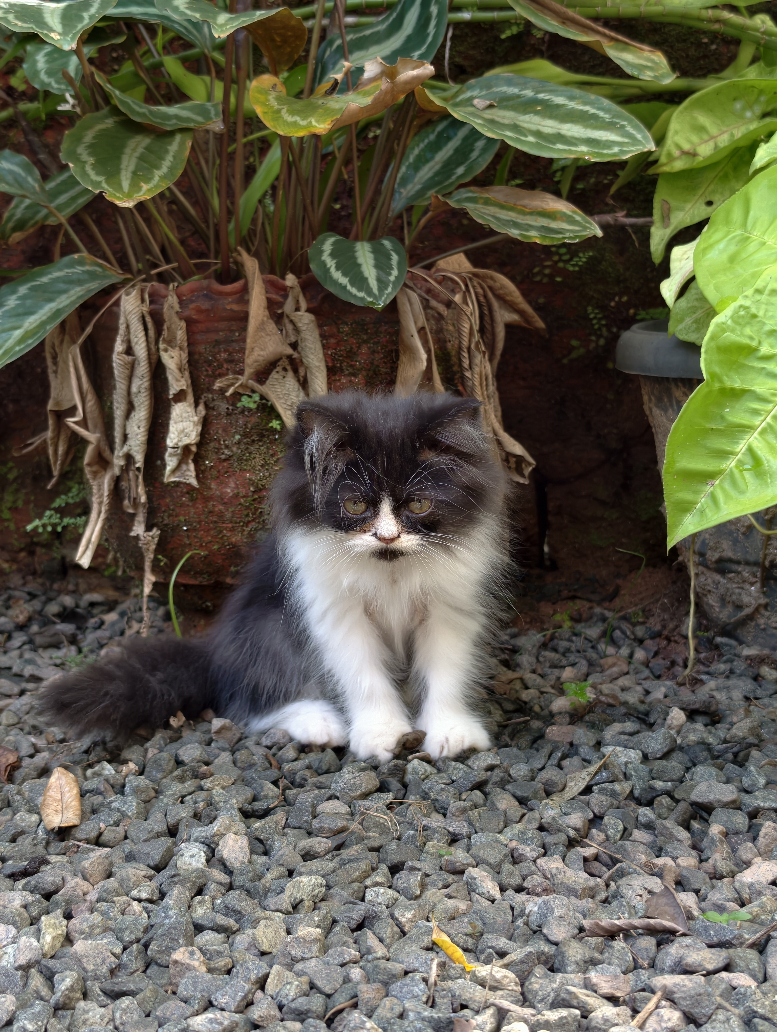 Cats