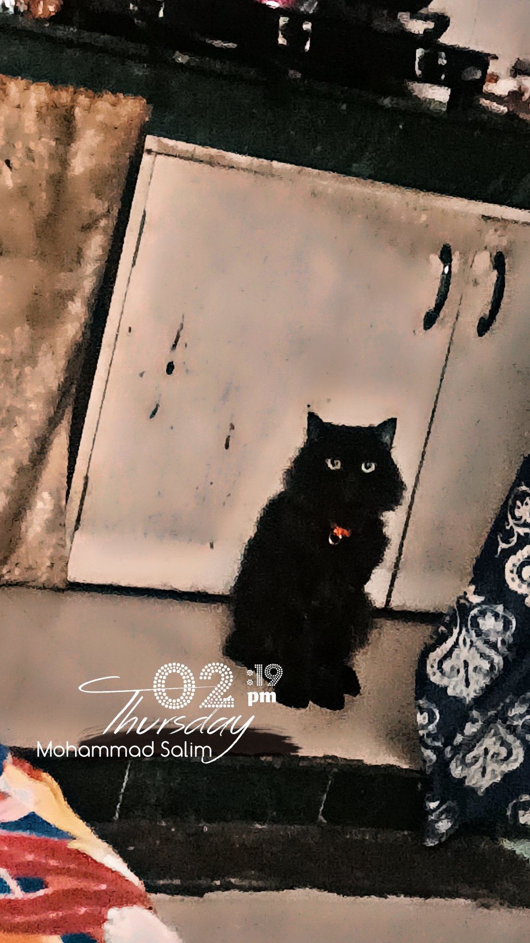 Cats