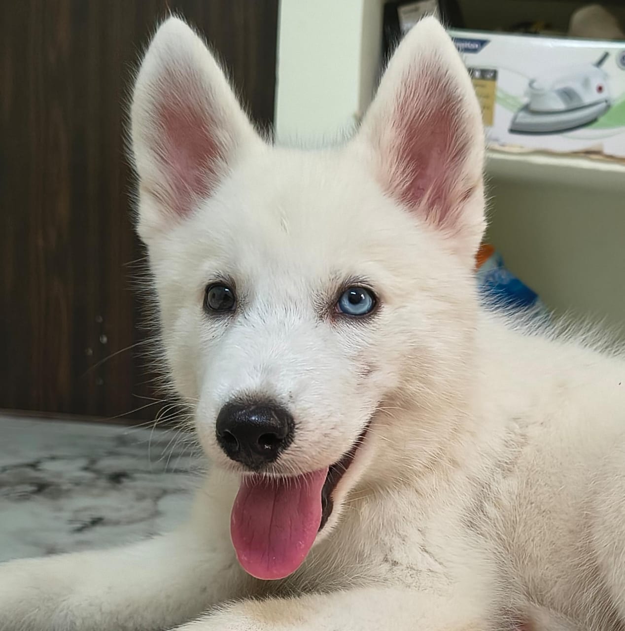 Pet