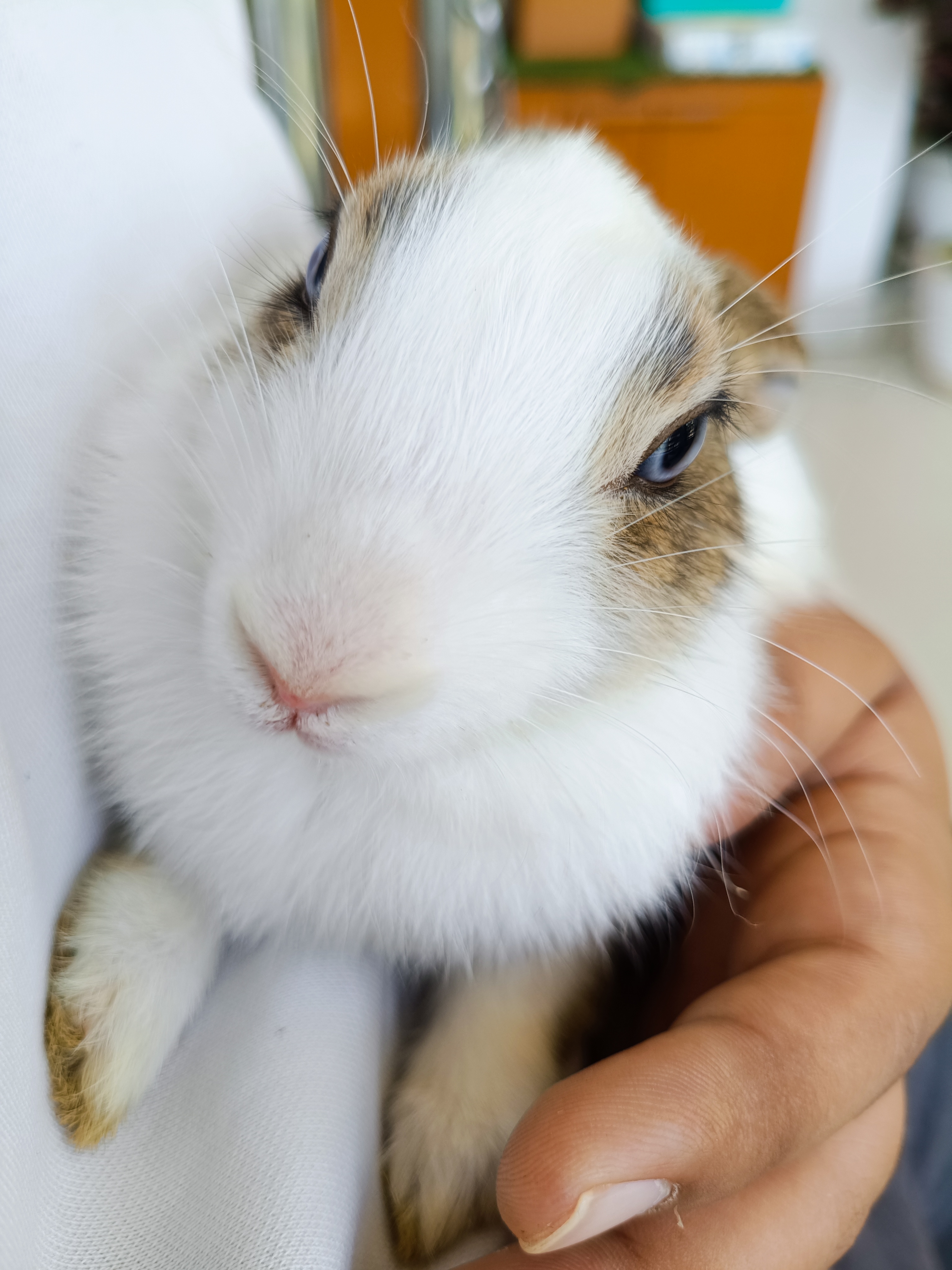Pet