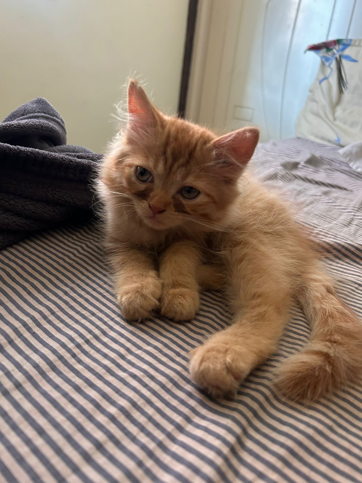 Pet