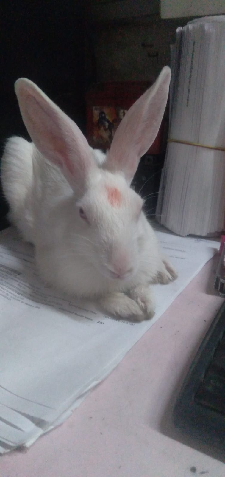 Pet
