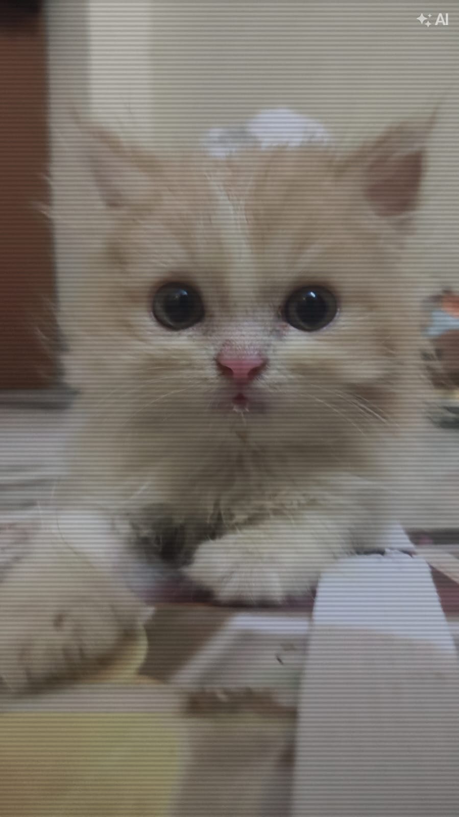 Cats