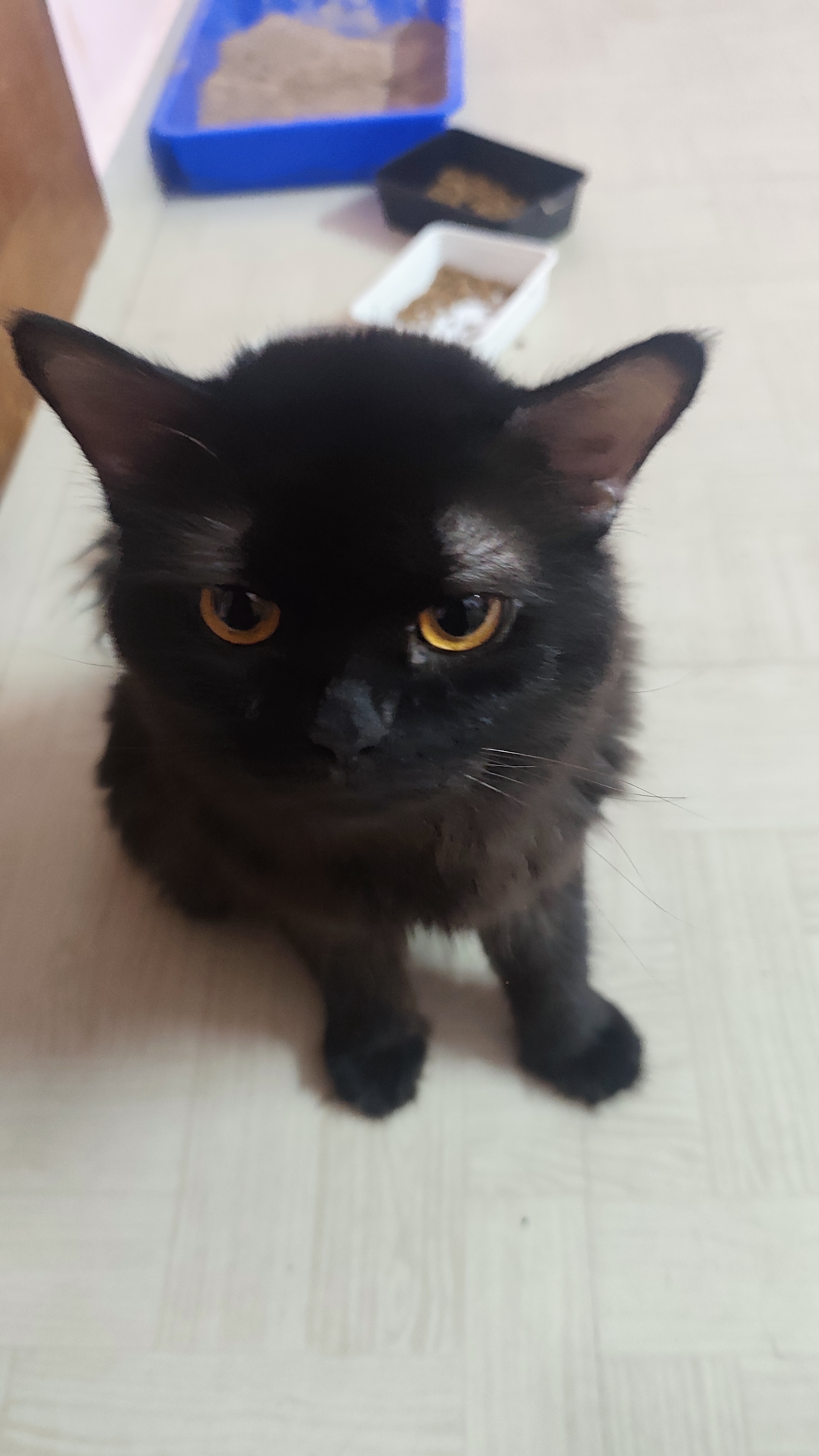 Pet
