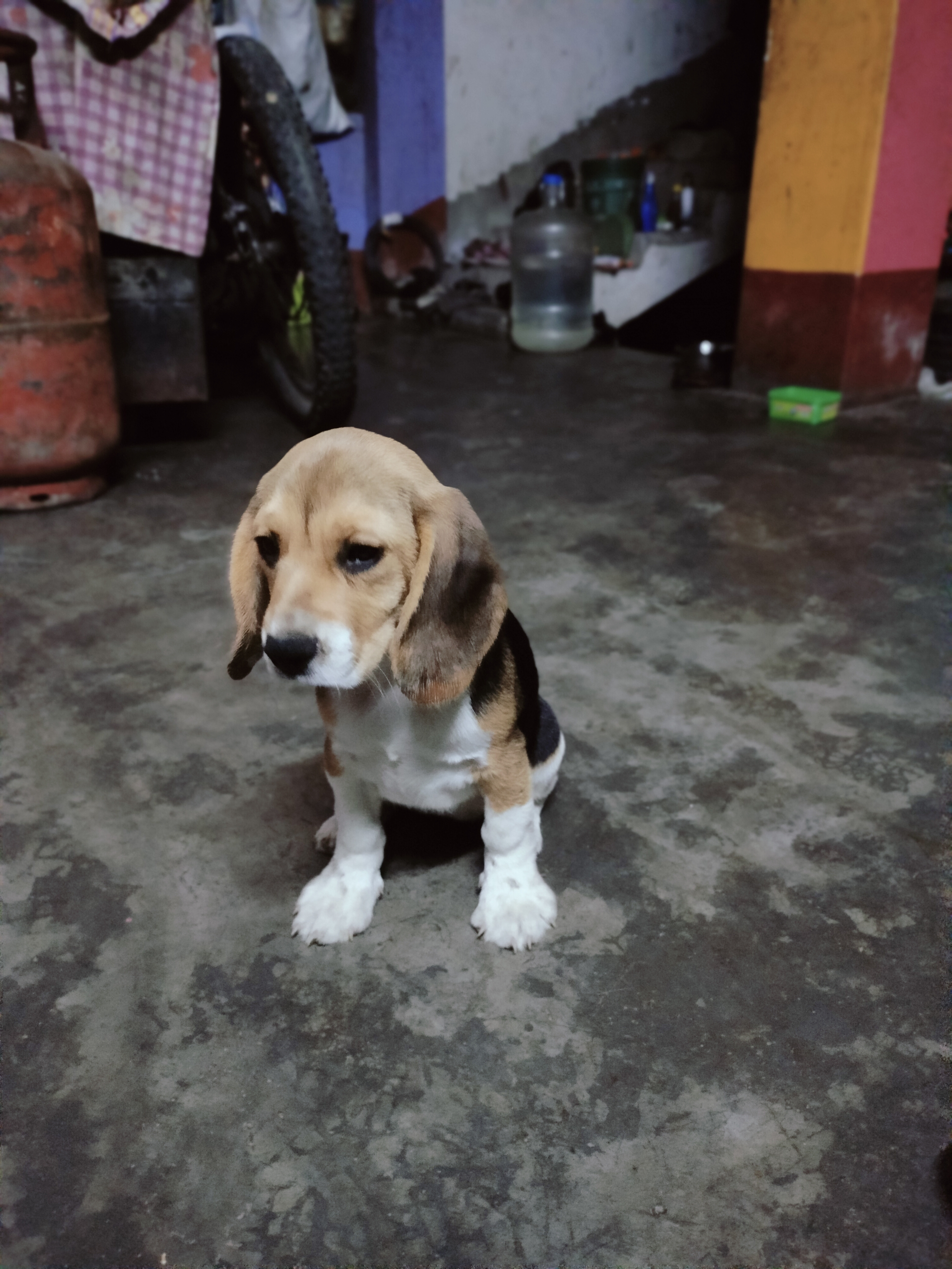 Pet