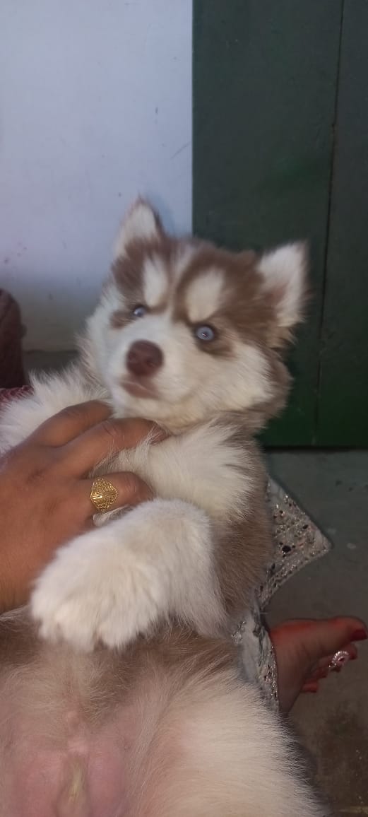 Pet