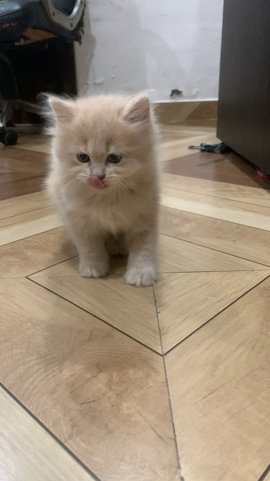 Pet