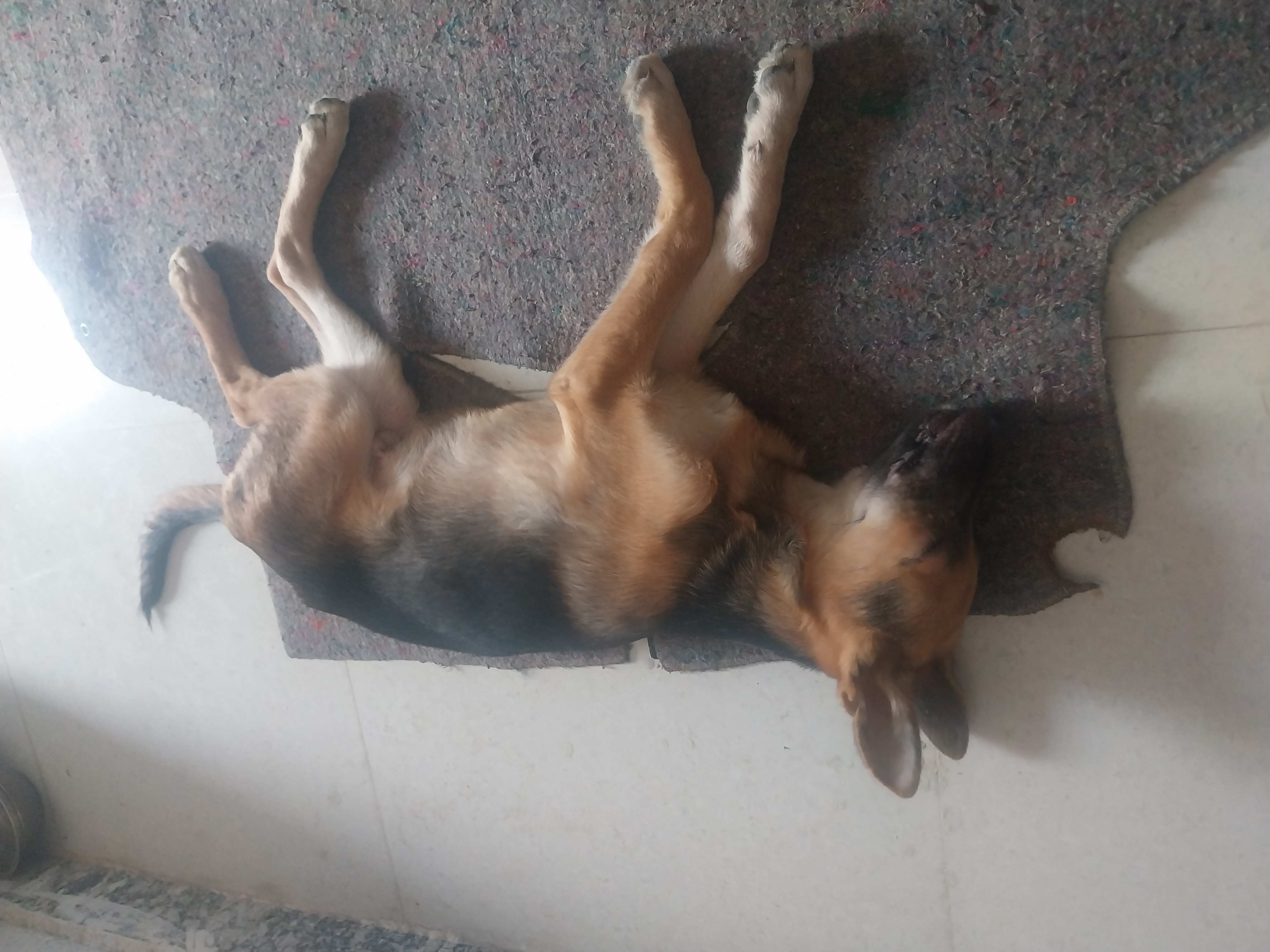 Pet