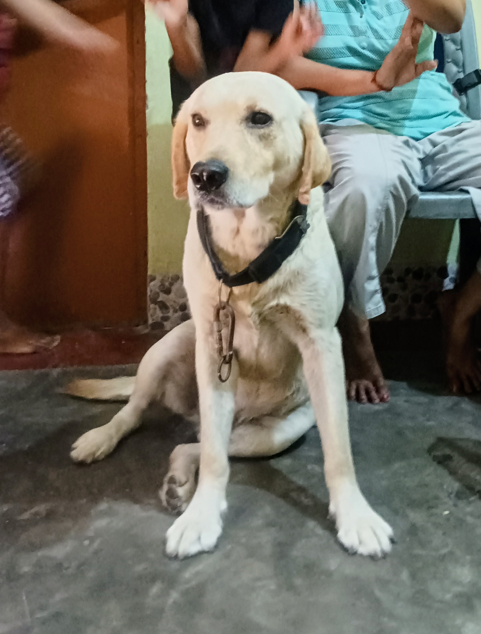 Pet