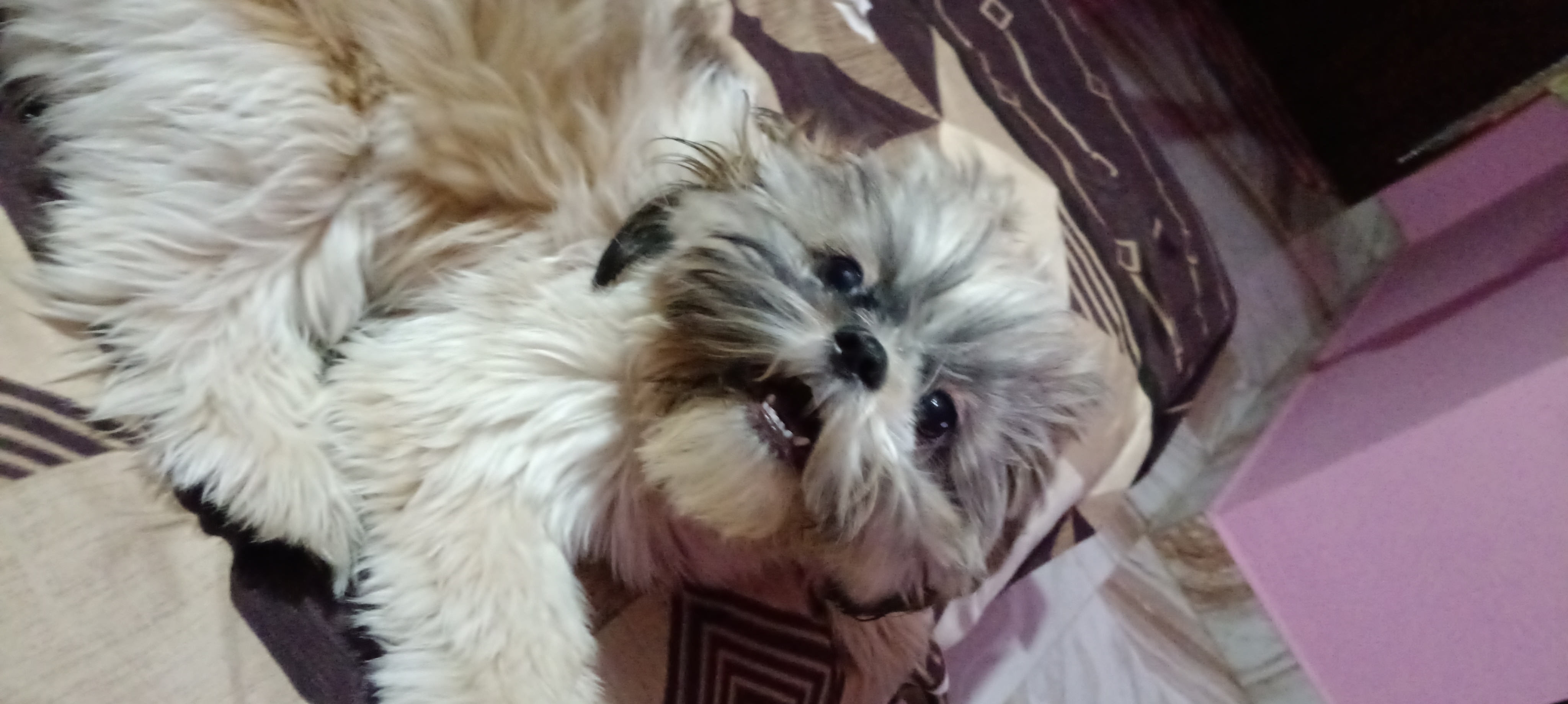 Pet