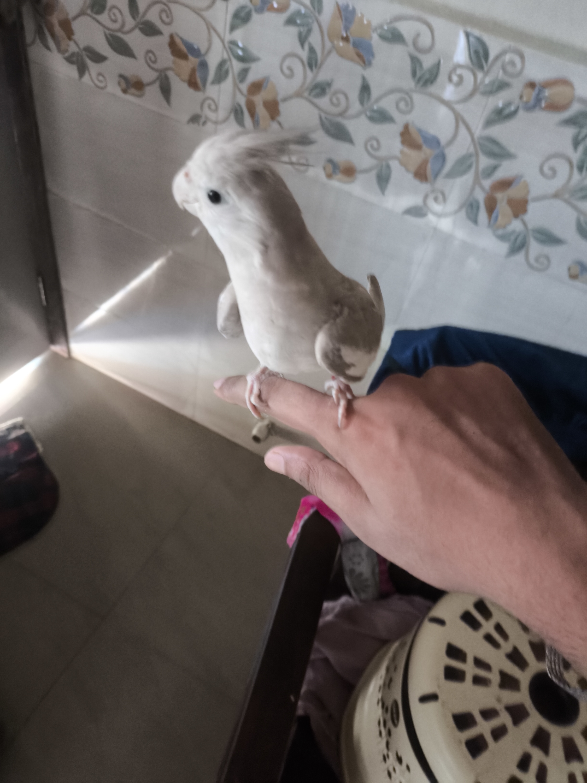 Pet