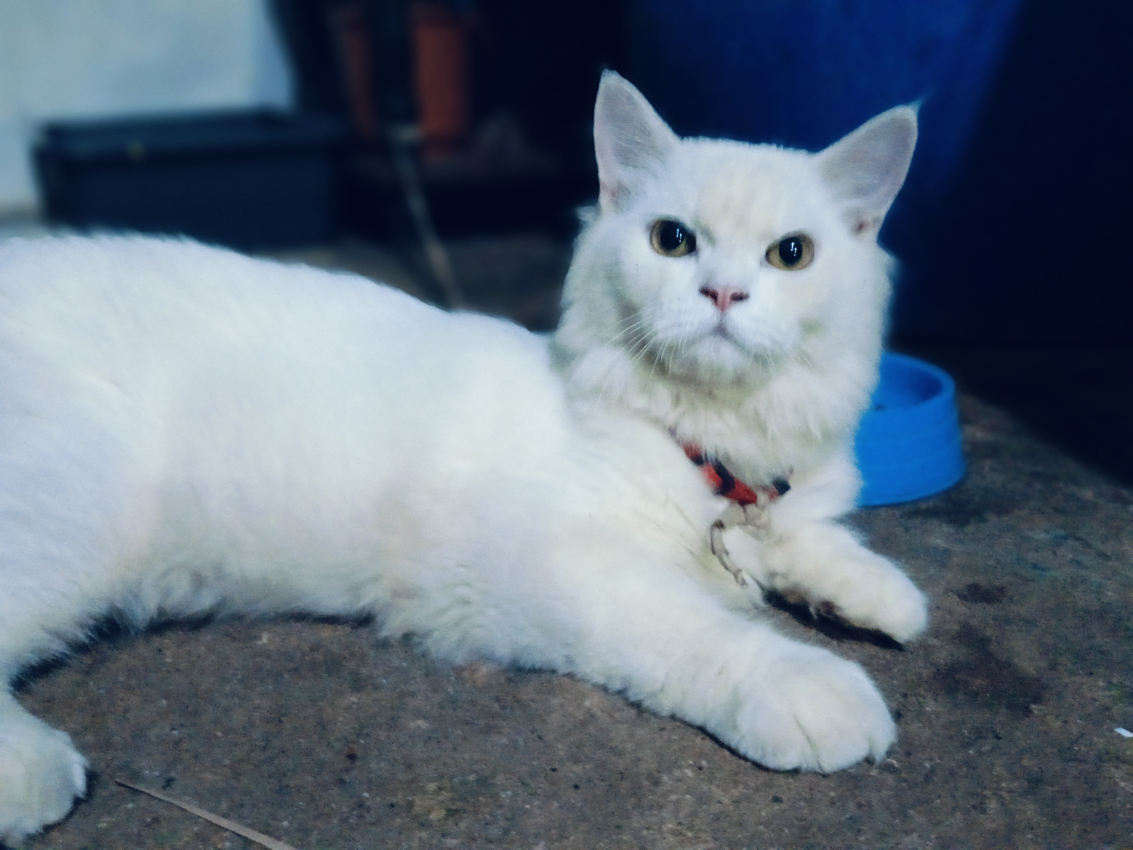Pet