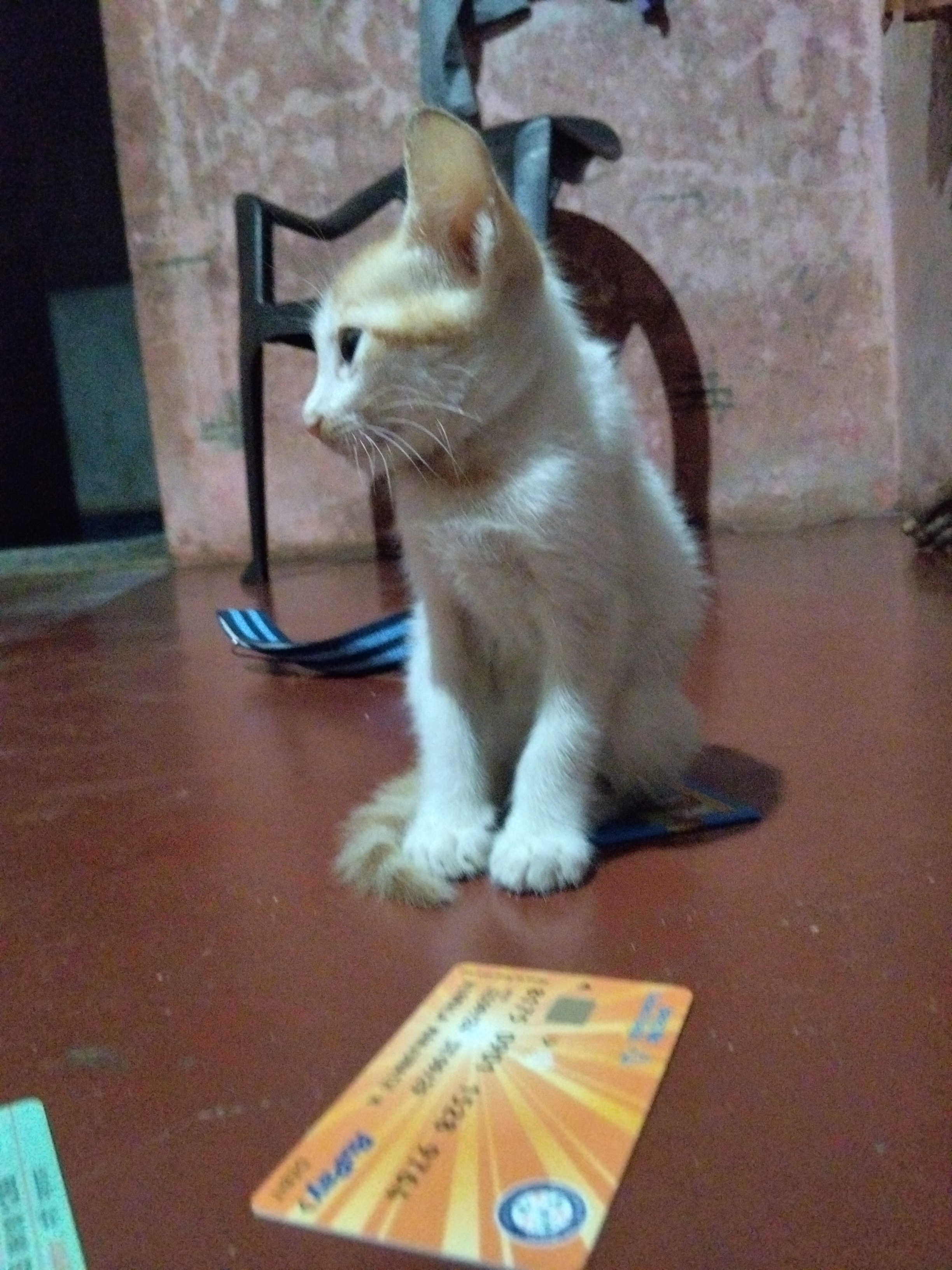 Pet