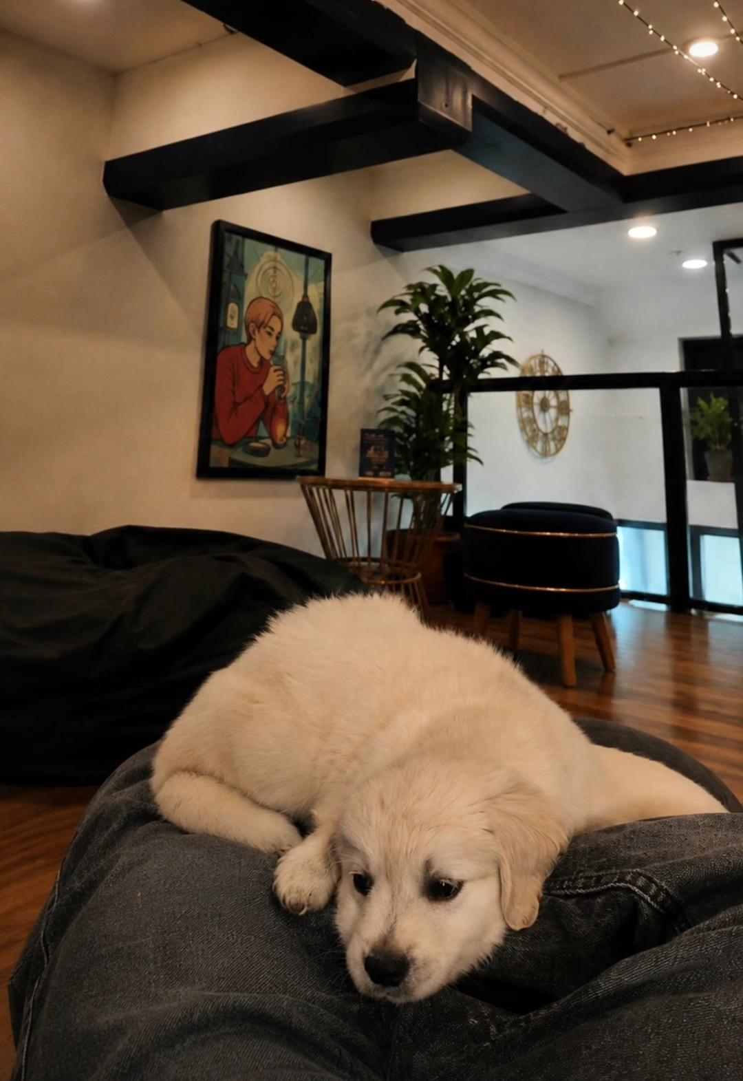 Pet