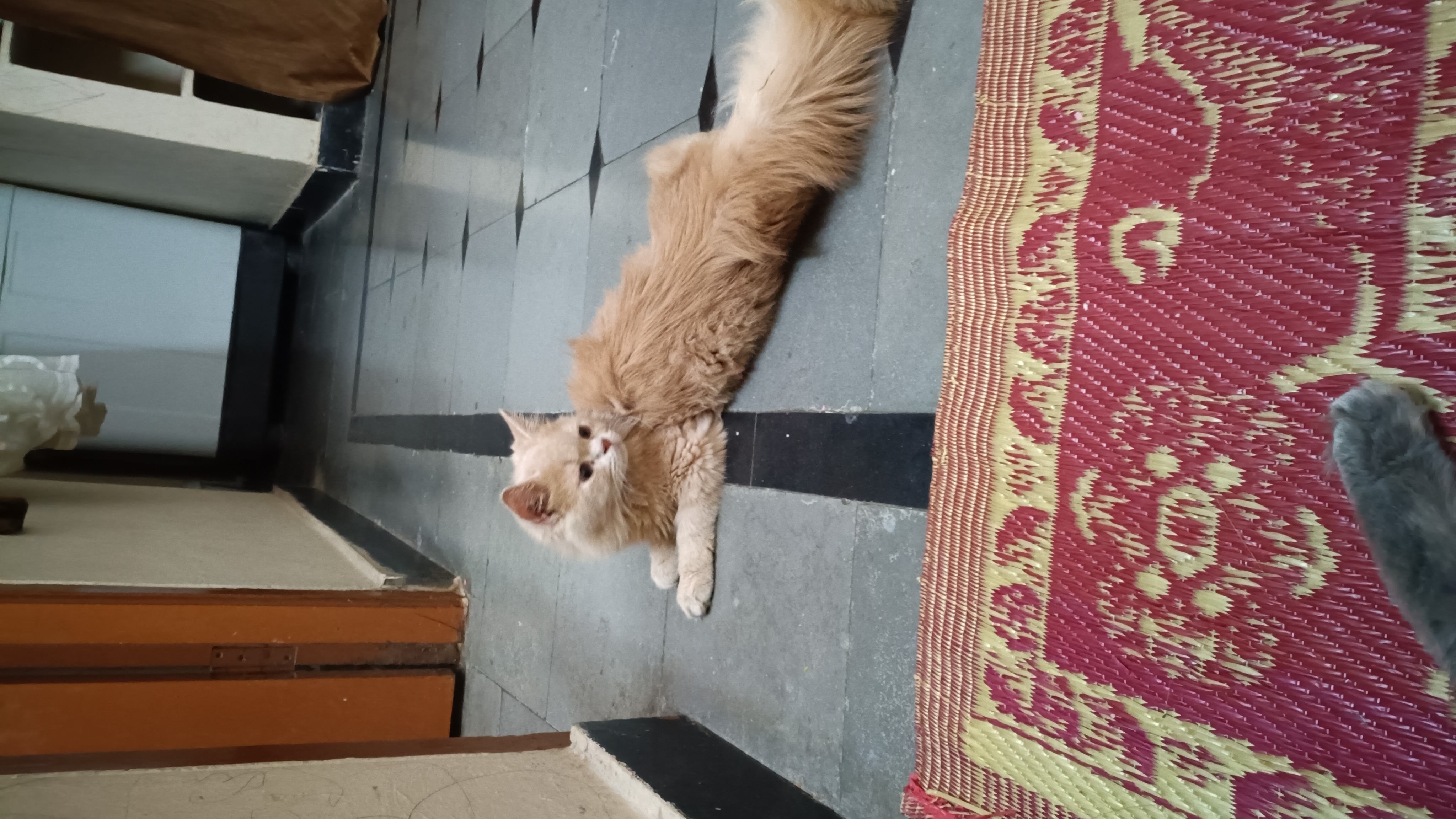 Cats