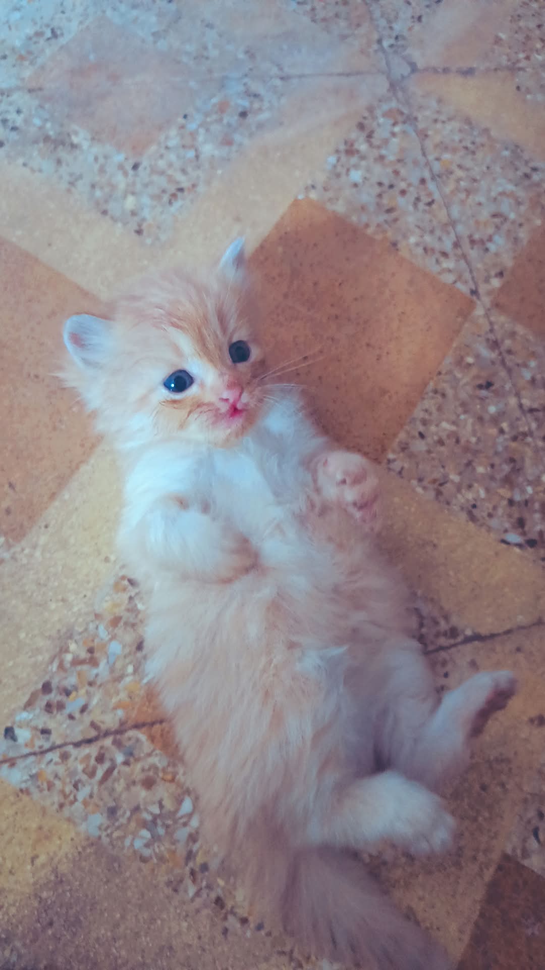 Cats