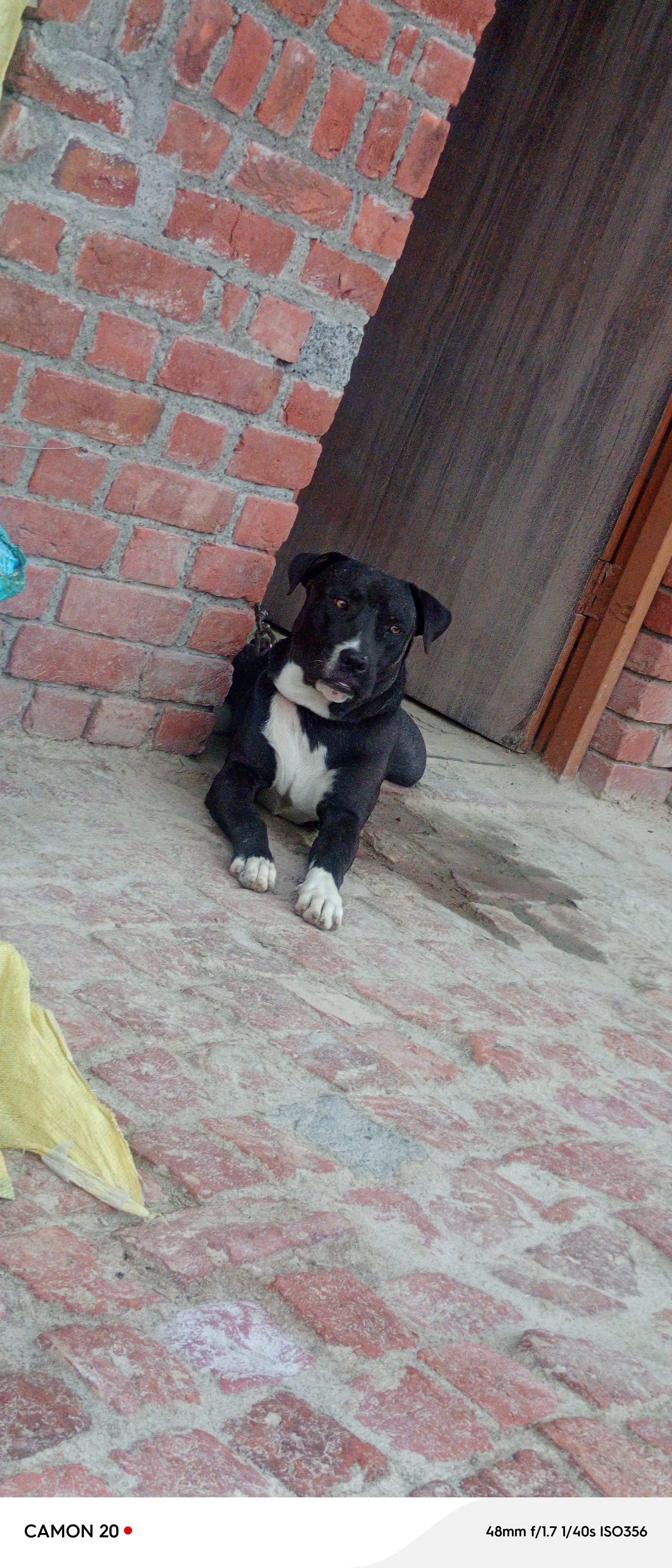 Pet