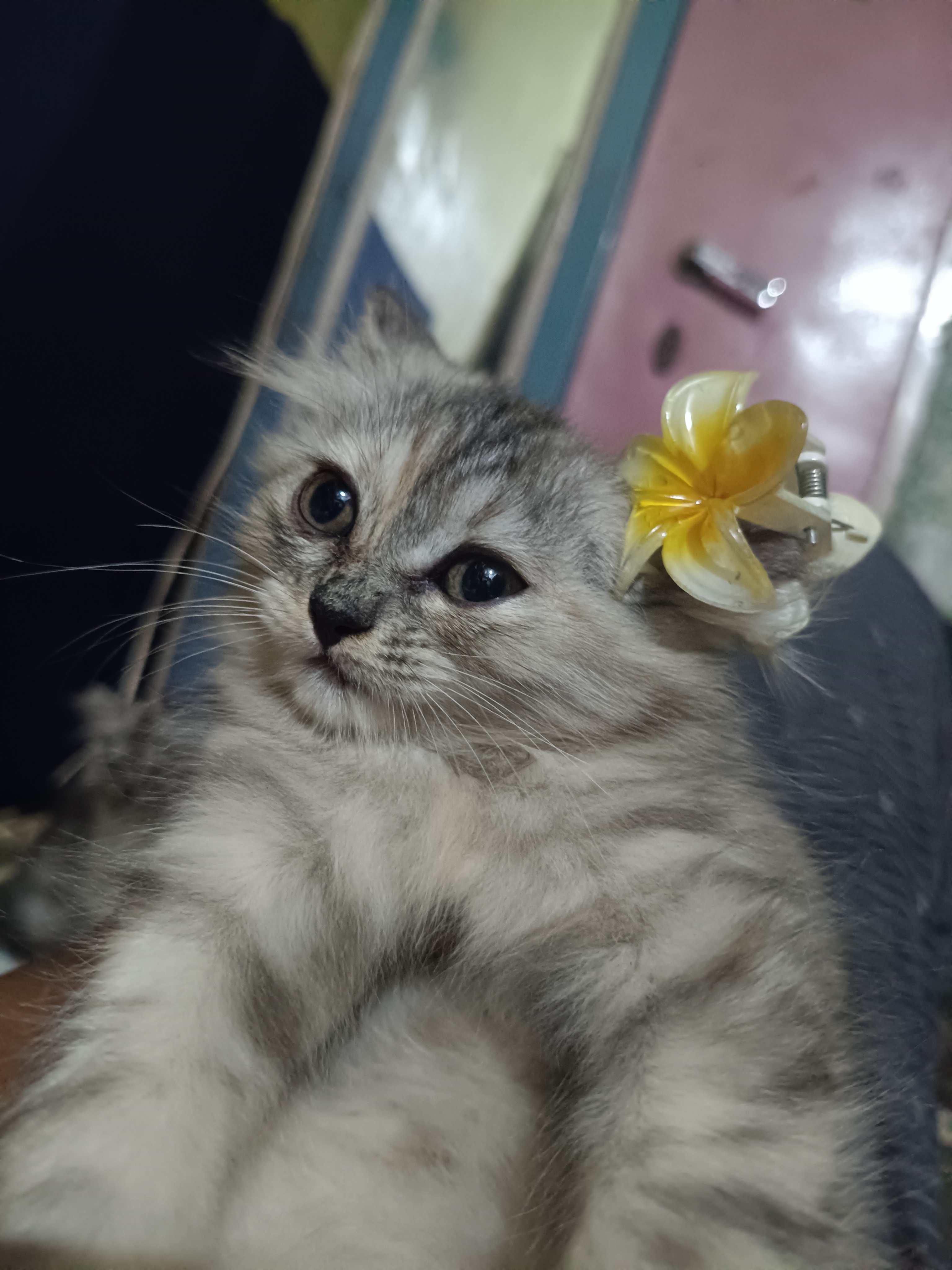 Cats